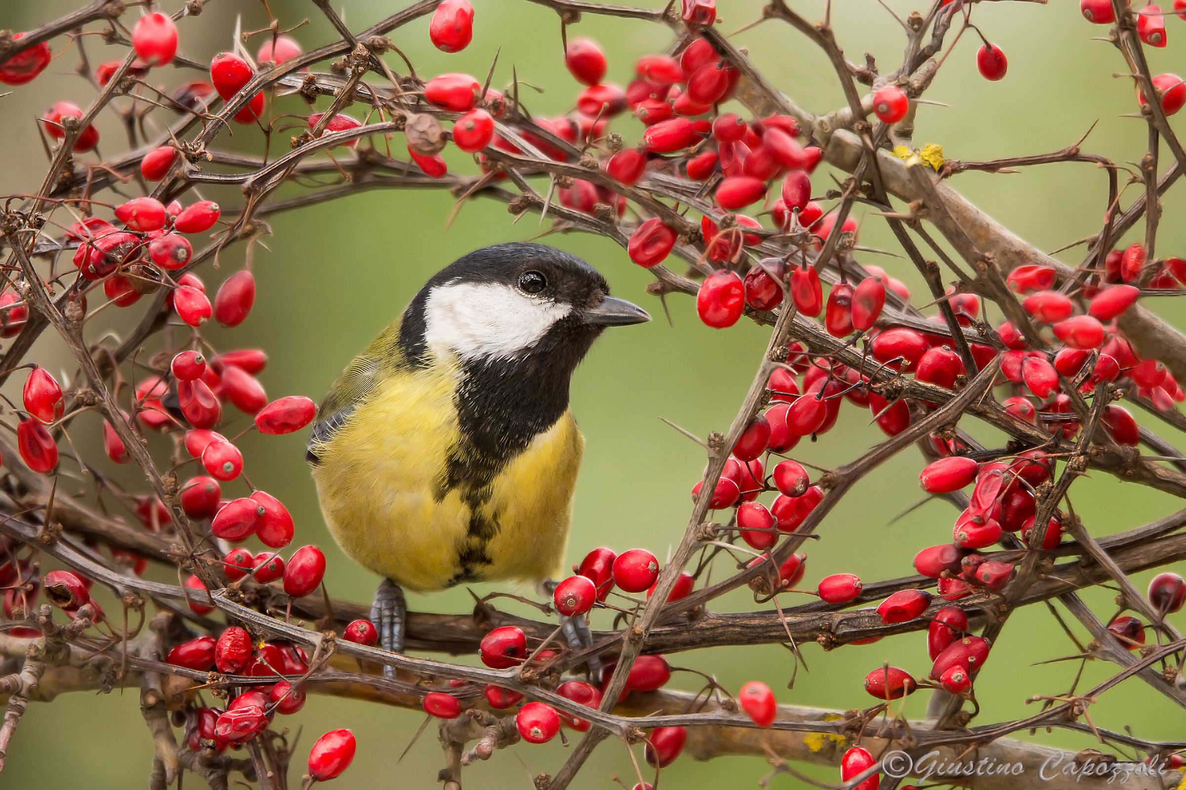 tit between berries
