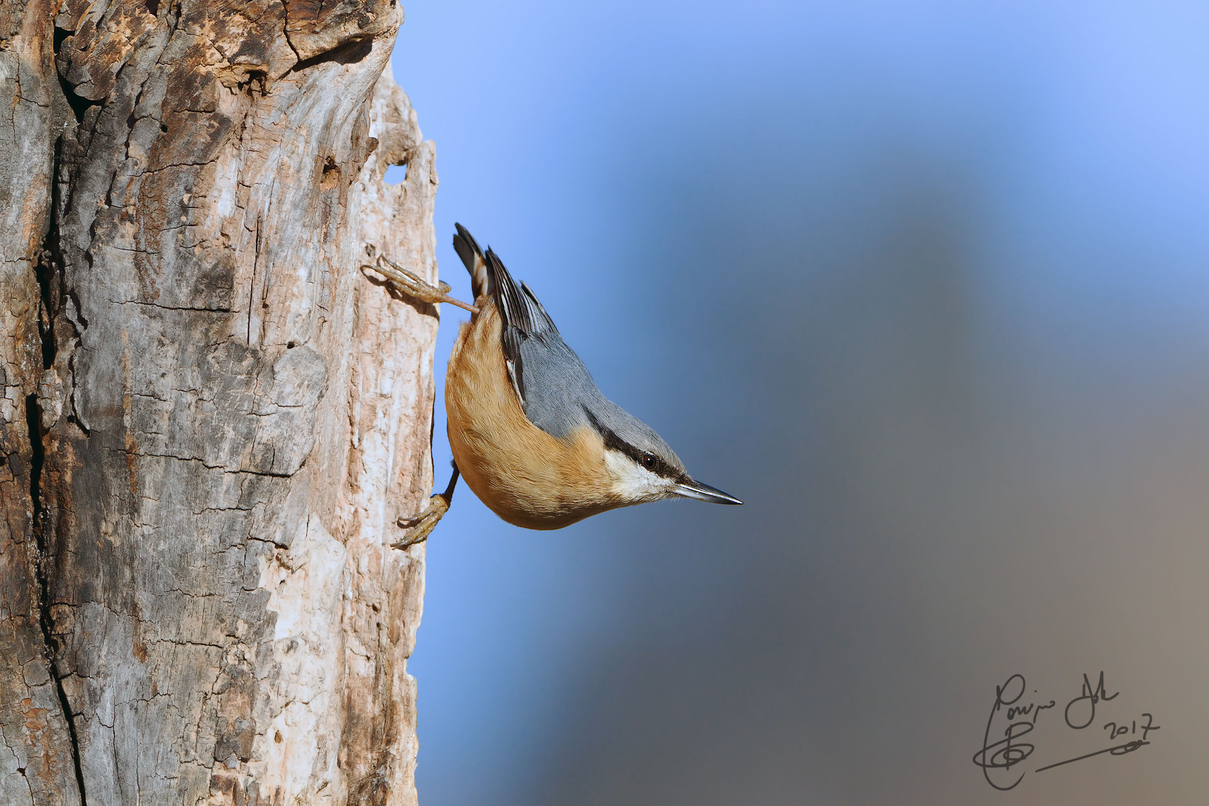 nuthatch