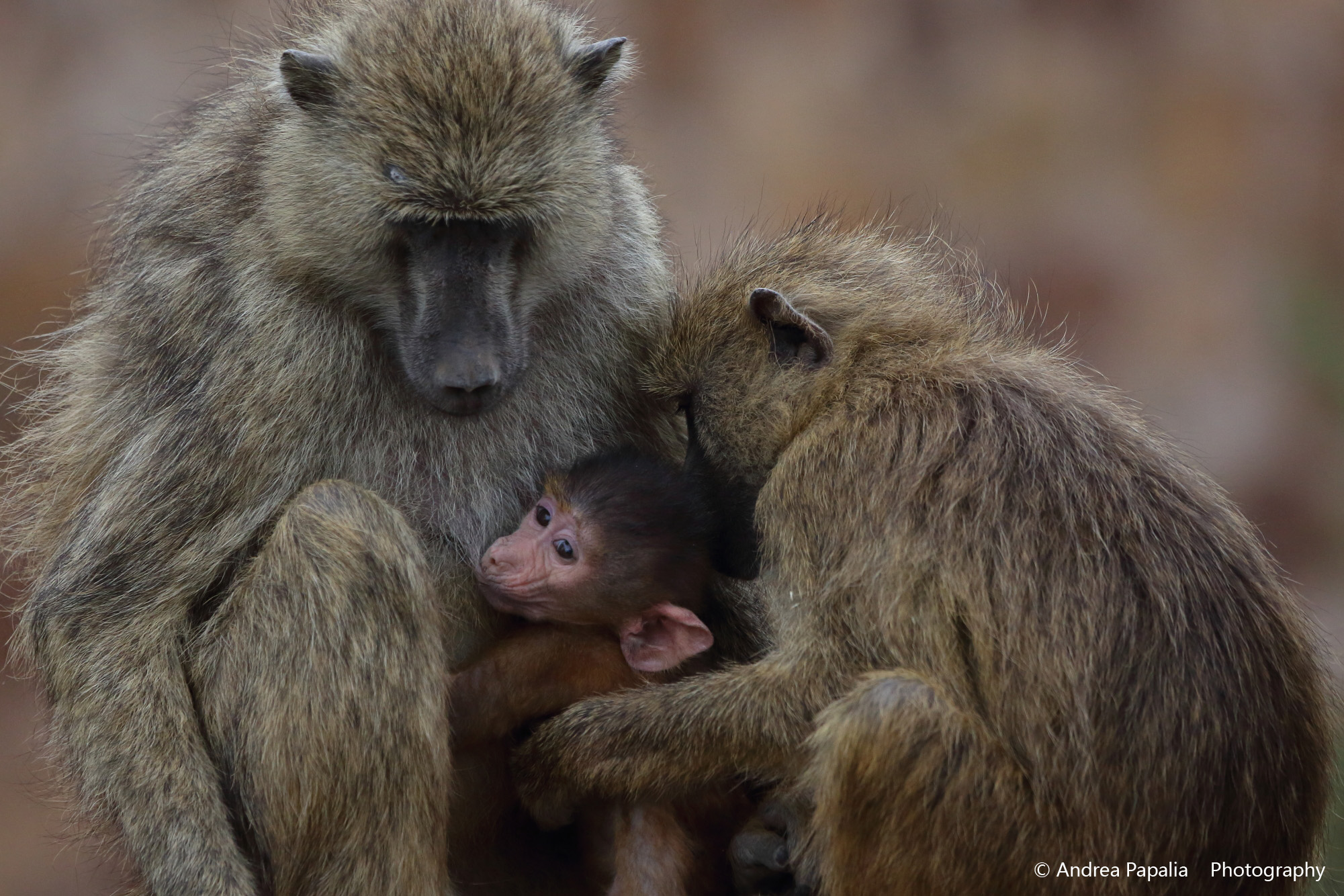 Prehistoric value of the Family
