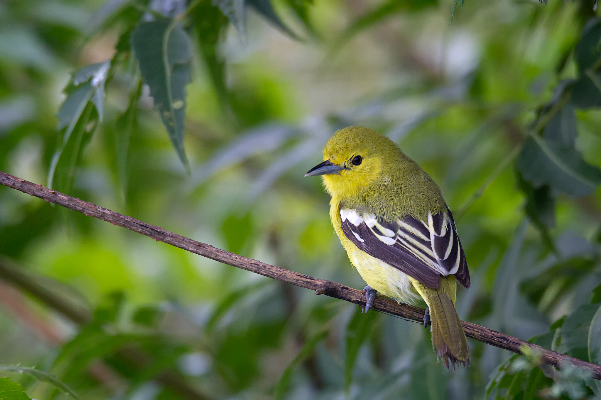 common iora