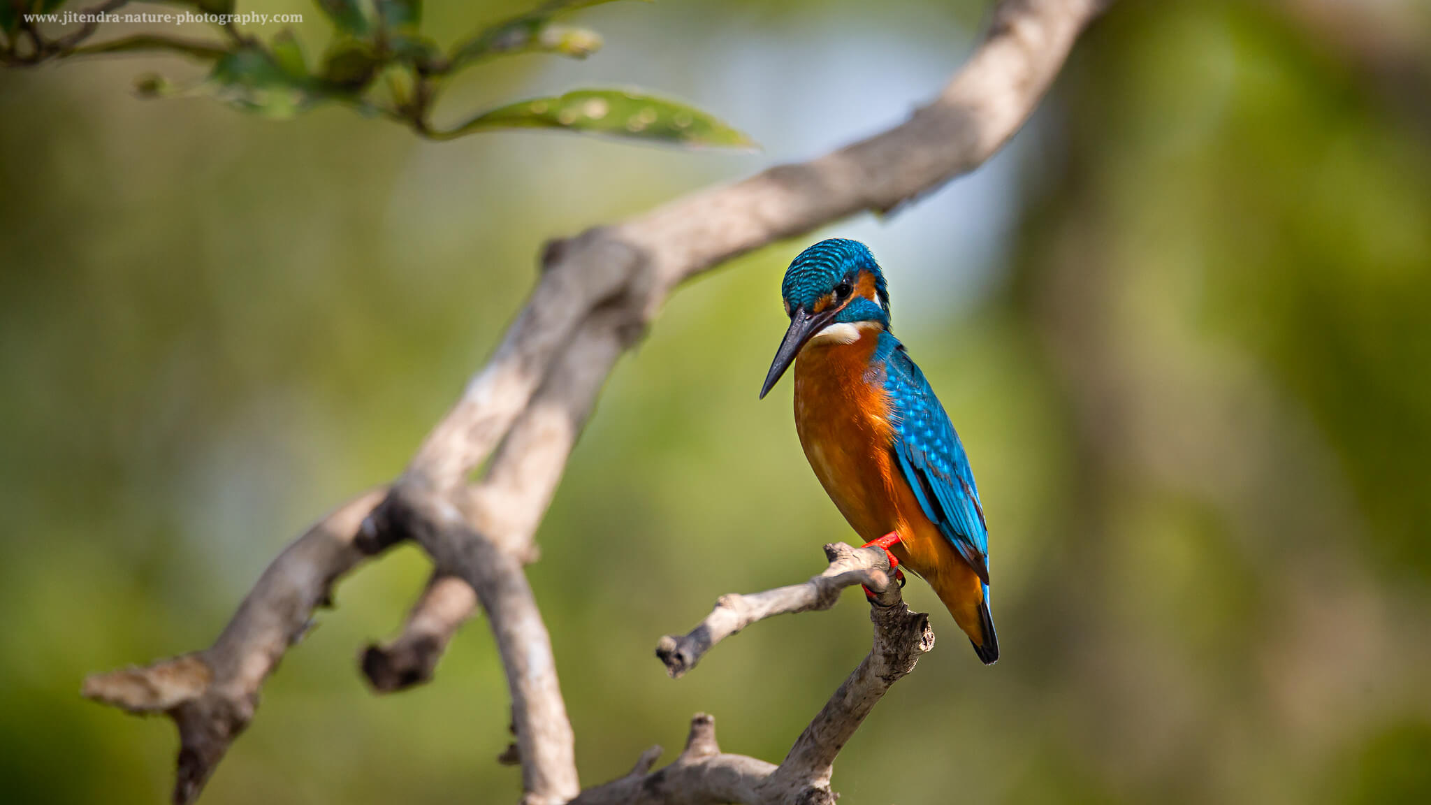 small blue kingfisher
