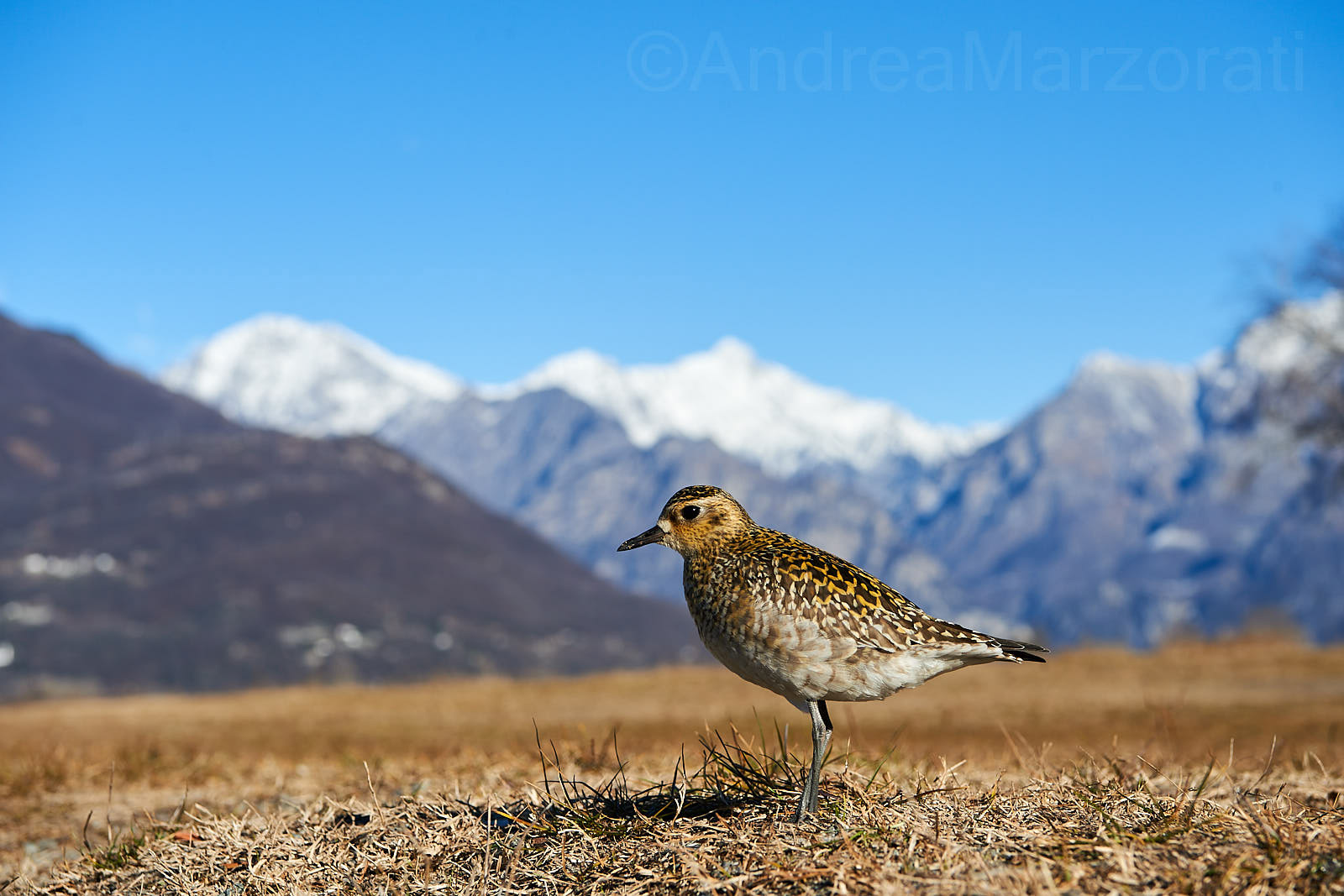 Eastern plover