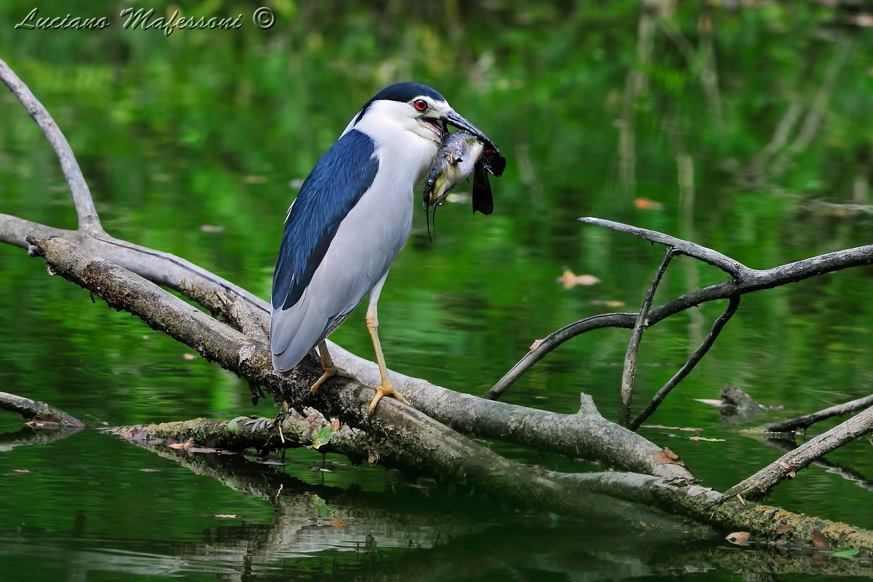 nitticora  con  pesce gatto