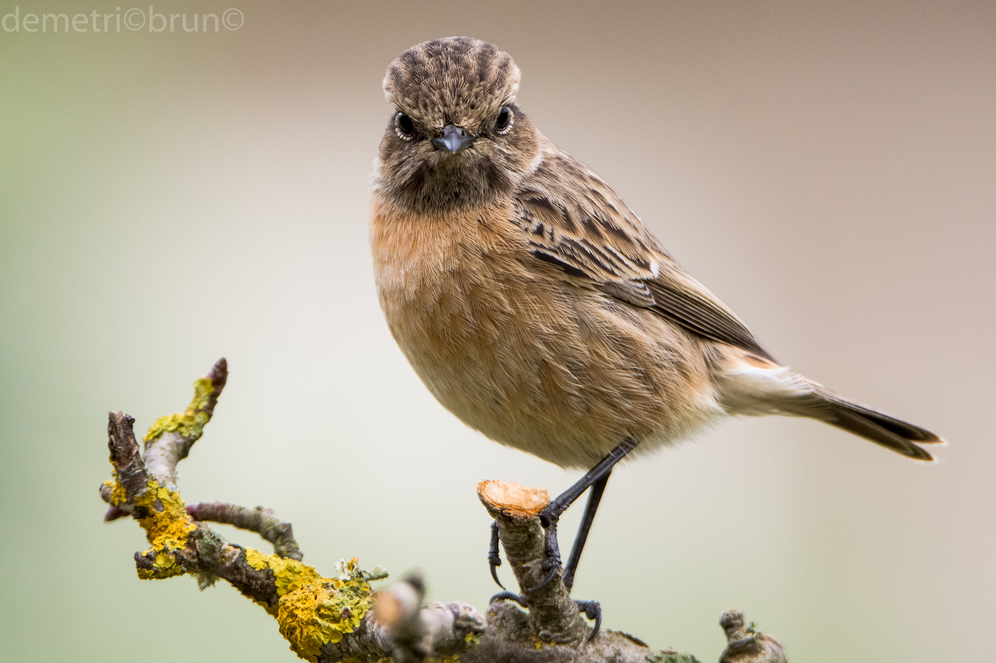 female Stonechat