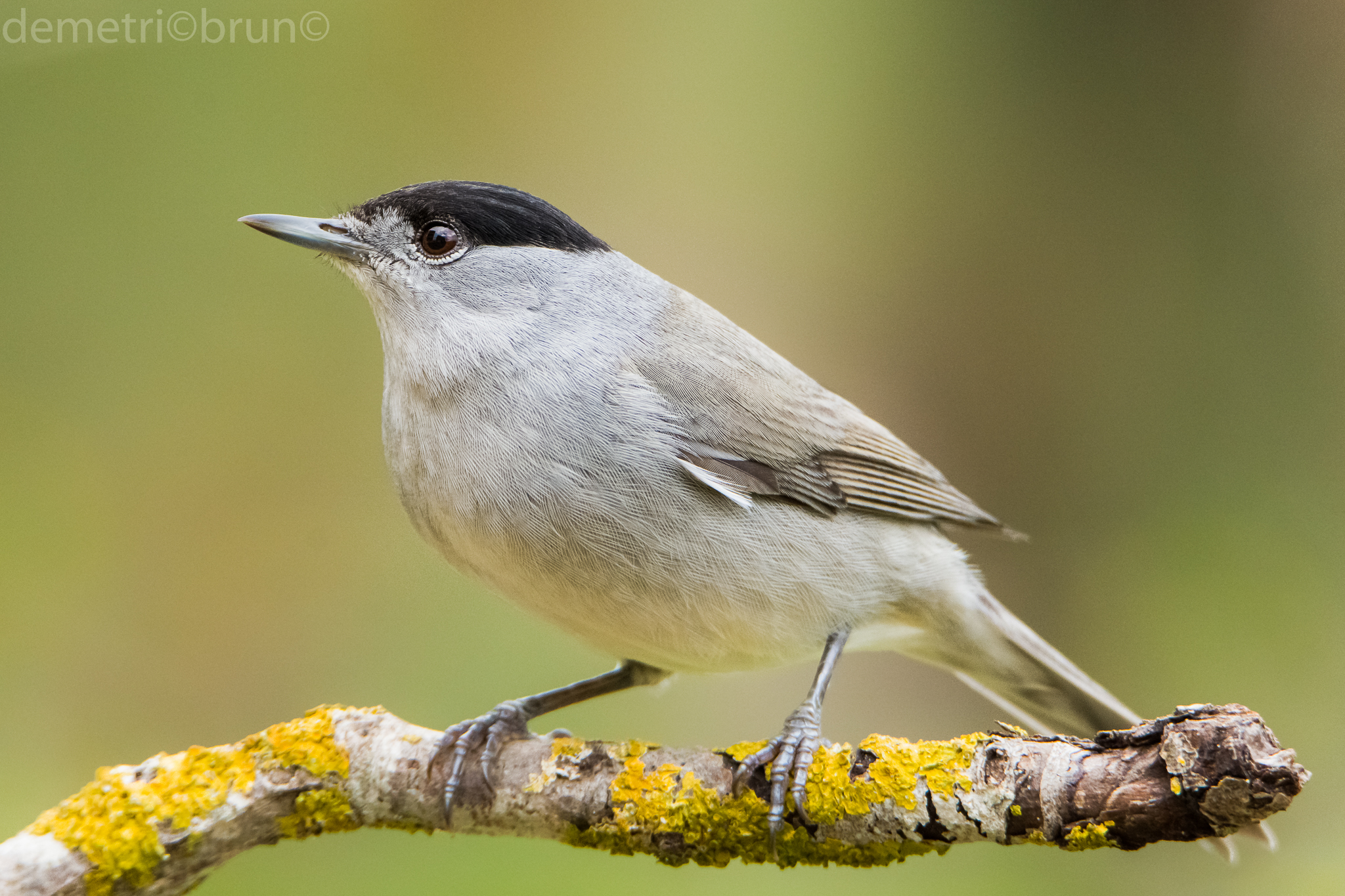 male blackcap
