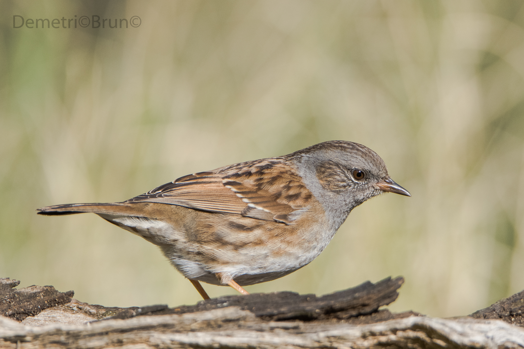 Dunnock