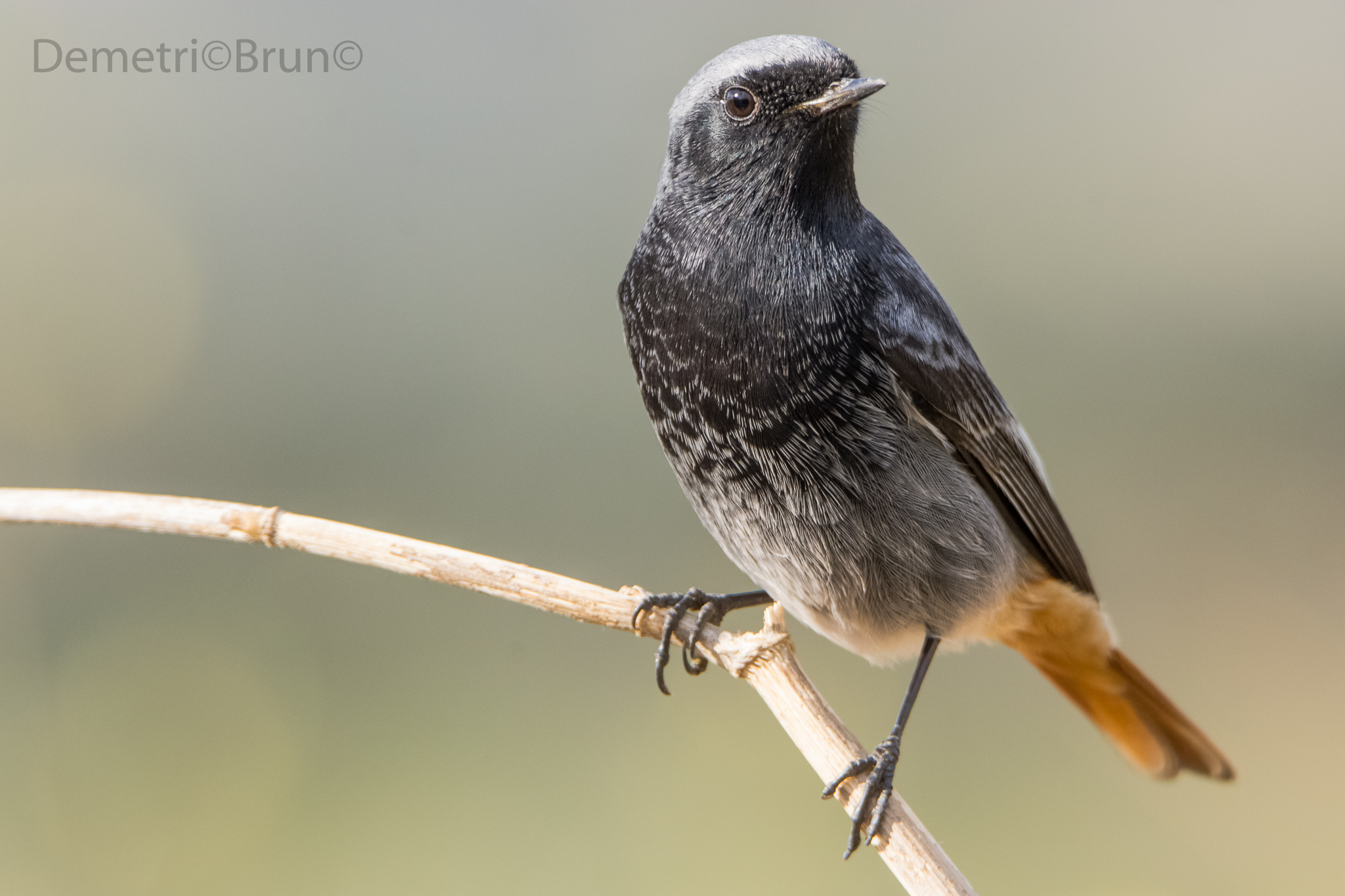 Black Redstart male