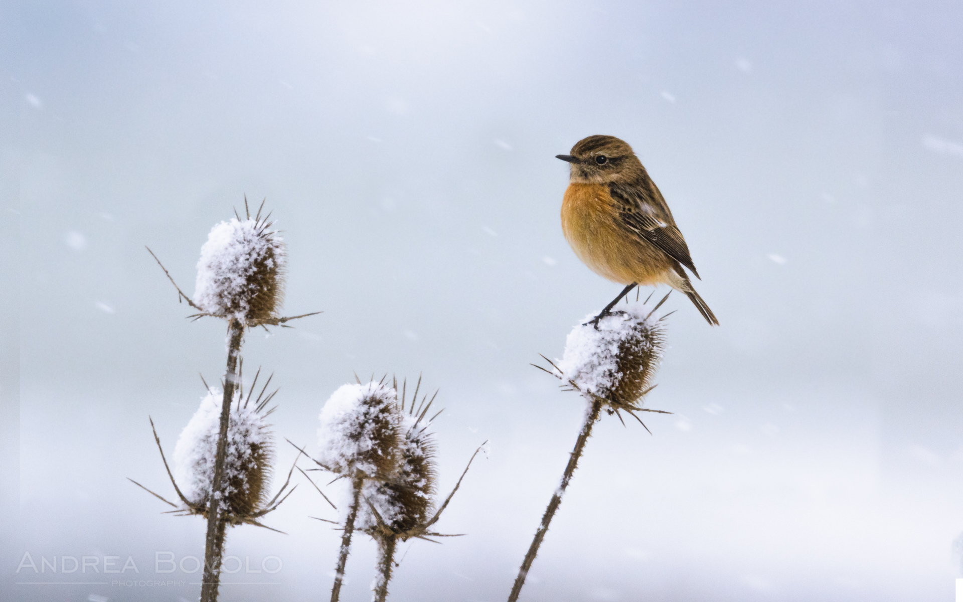 European stonechat (Saxicola rubicola)