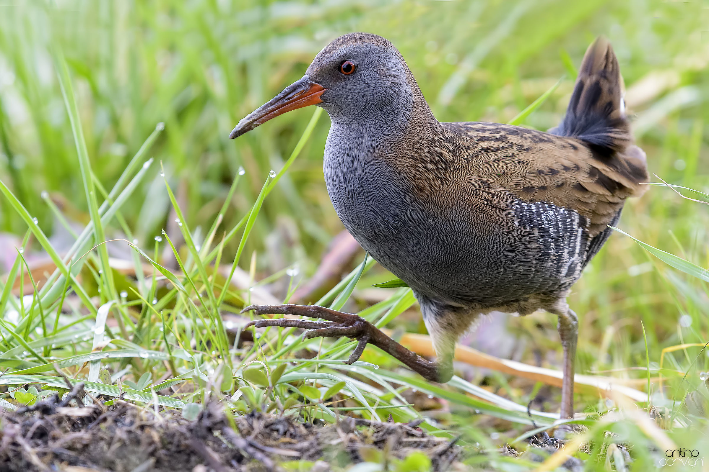 Water Rail
