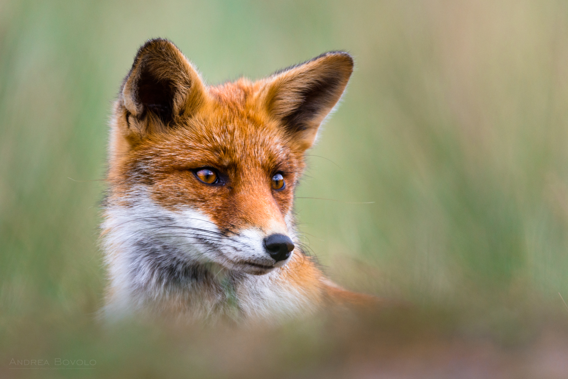 Red fox (Vulpes vulpes)
