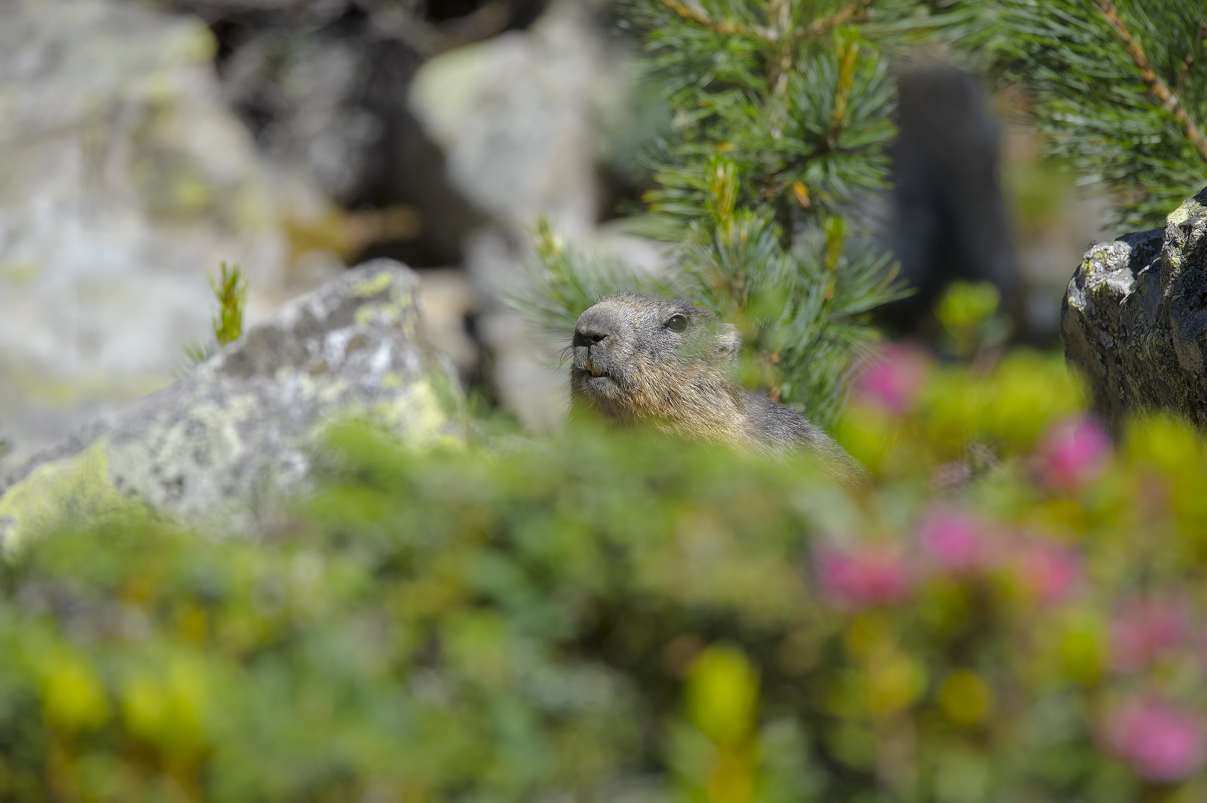 Rododendro, Pino cembro e Marmotta