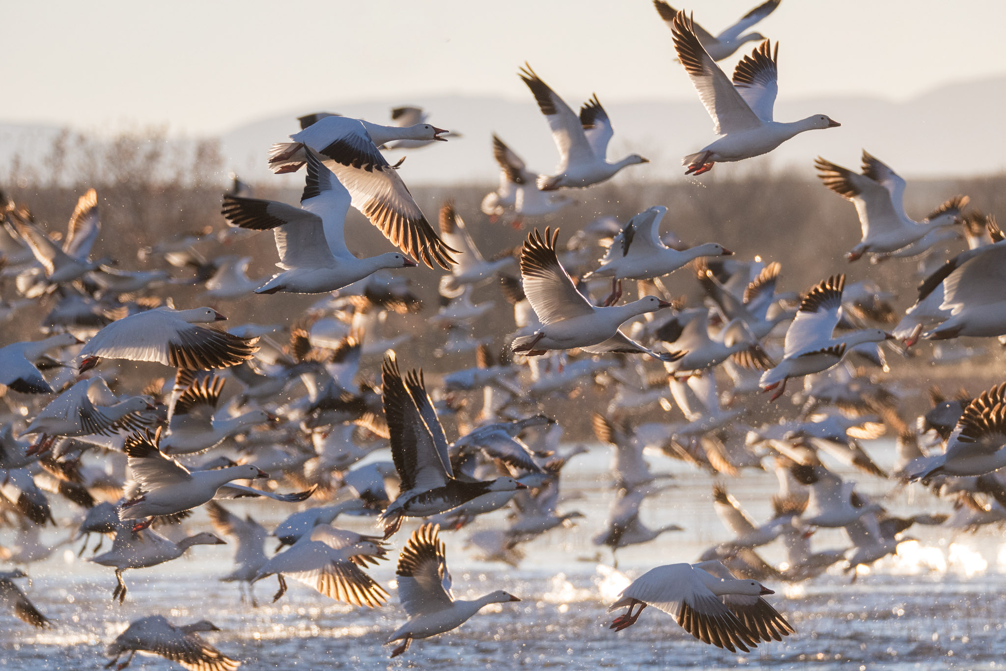 Snow Geese , Bosque del Apache