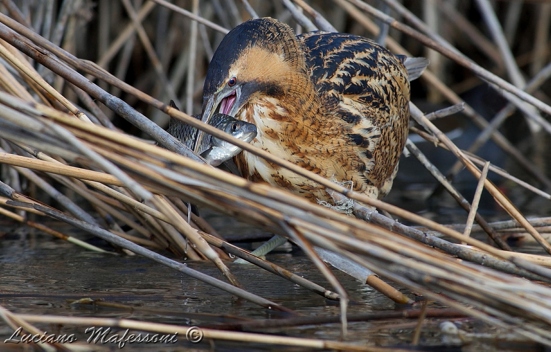 il  pranzo  Tarabuso