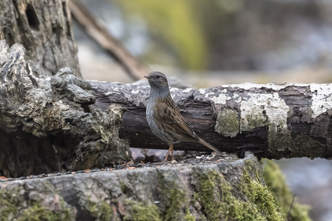 Dunnock