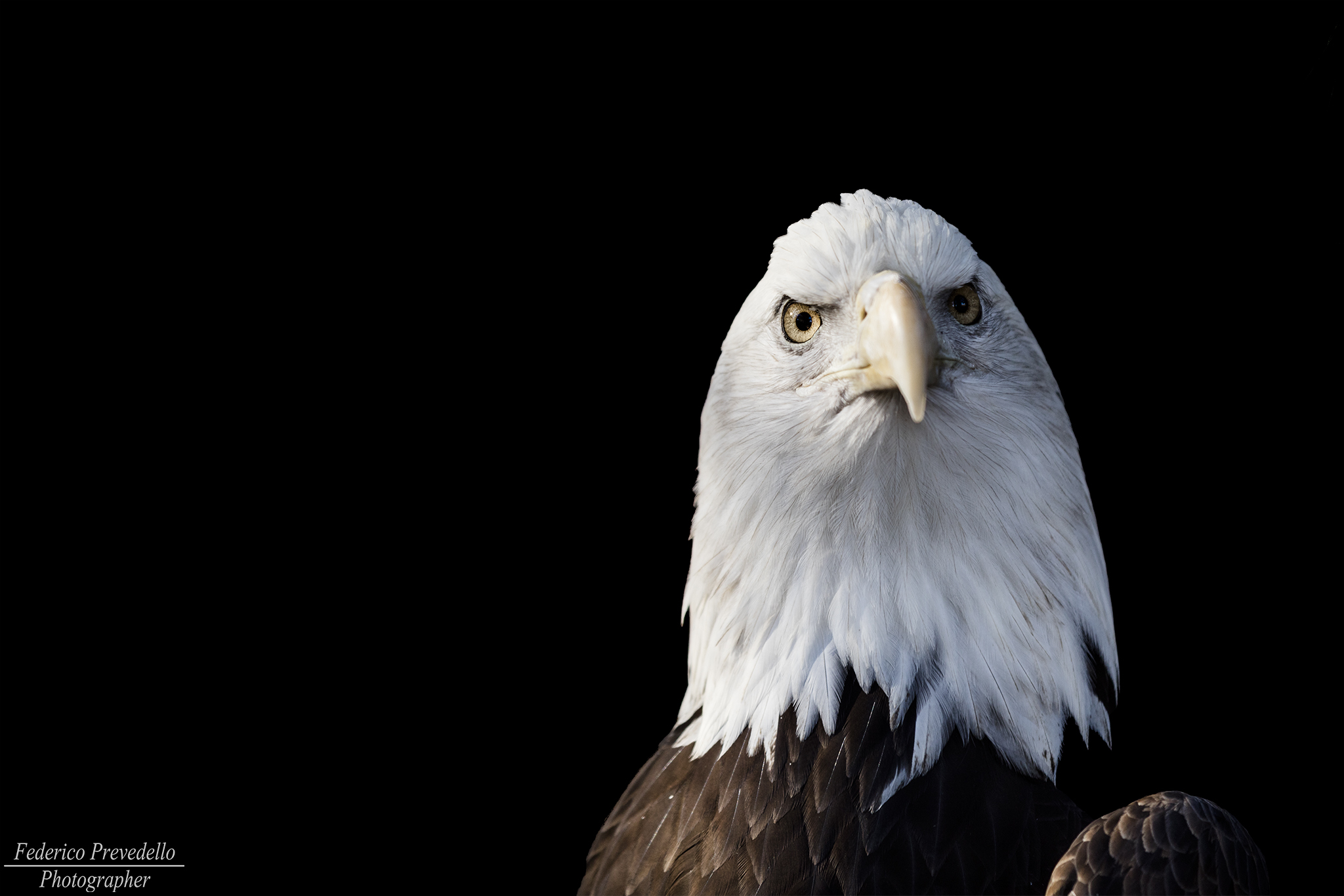 Eagle