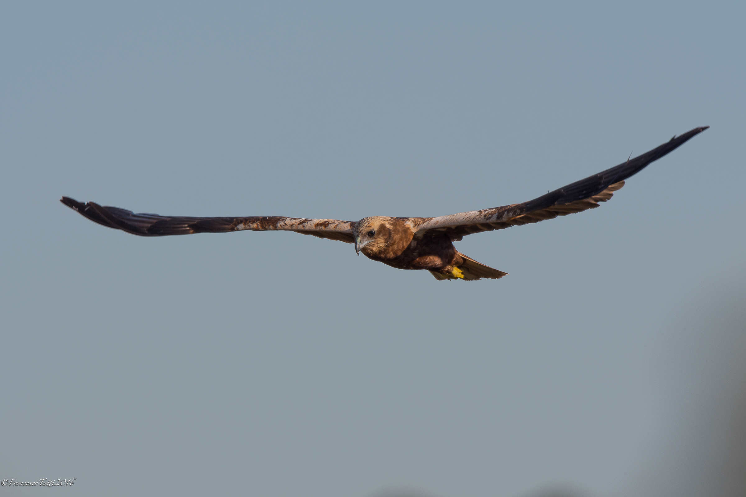 Marsh harrier