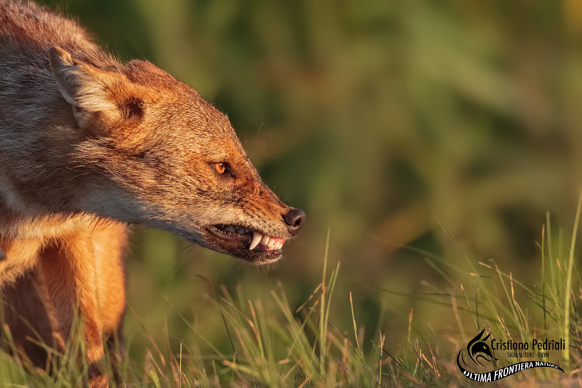 golden jackal and incazz ...