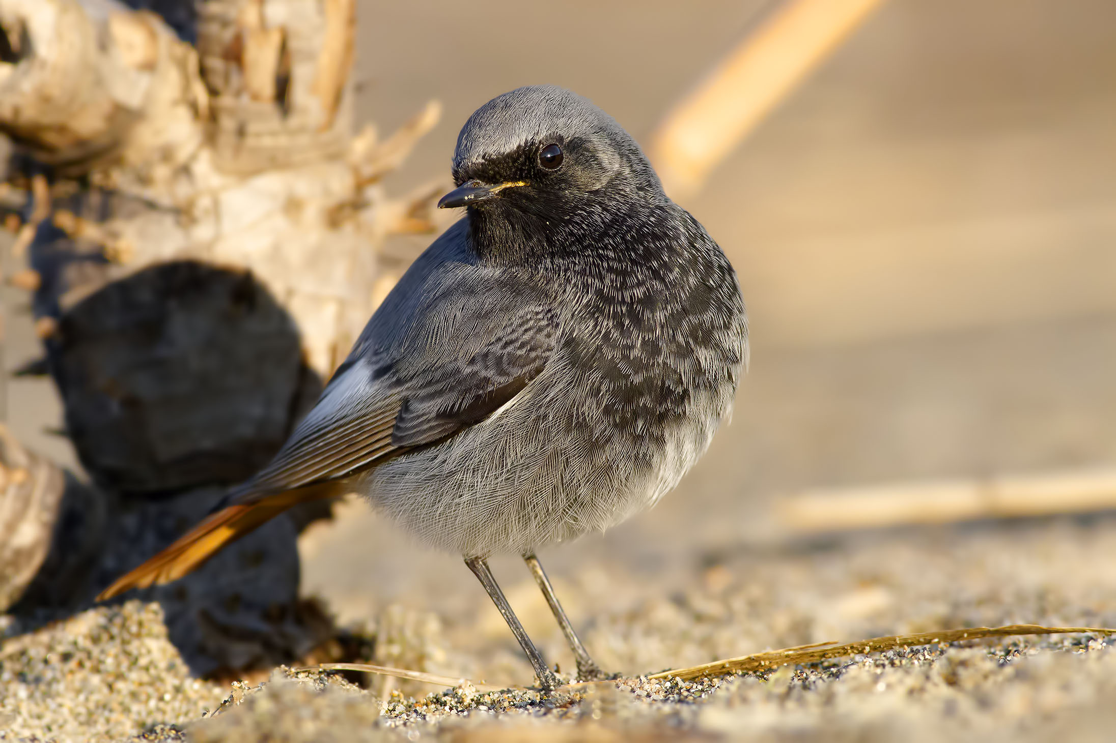Codirosso Spazzacamino (M)