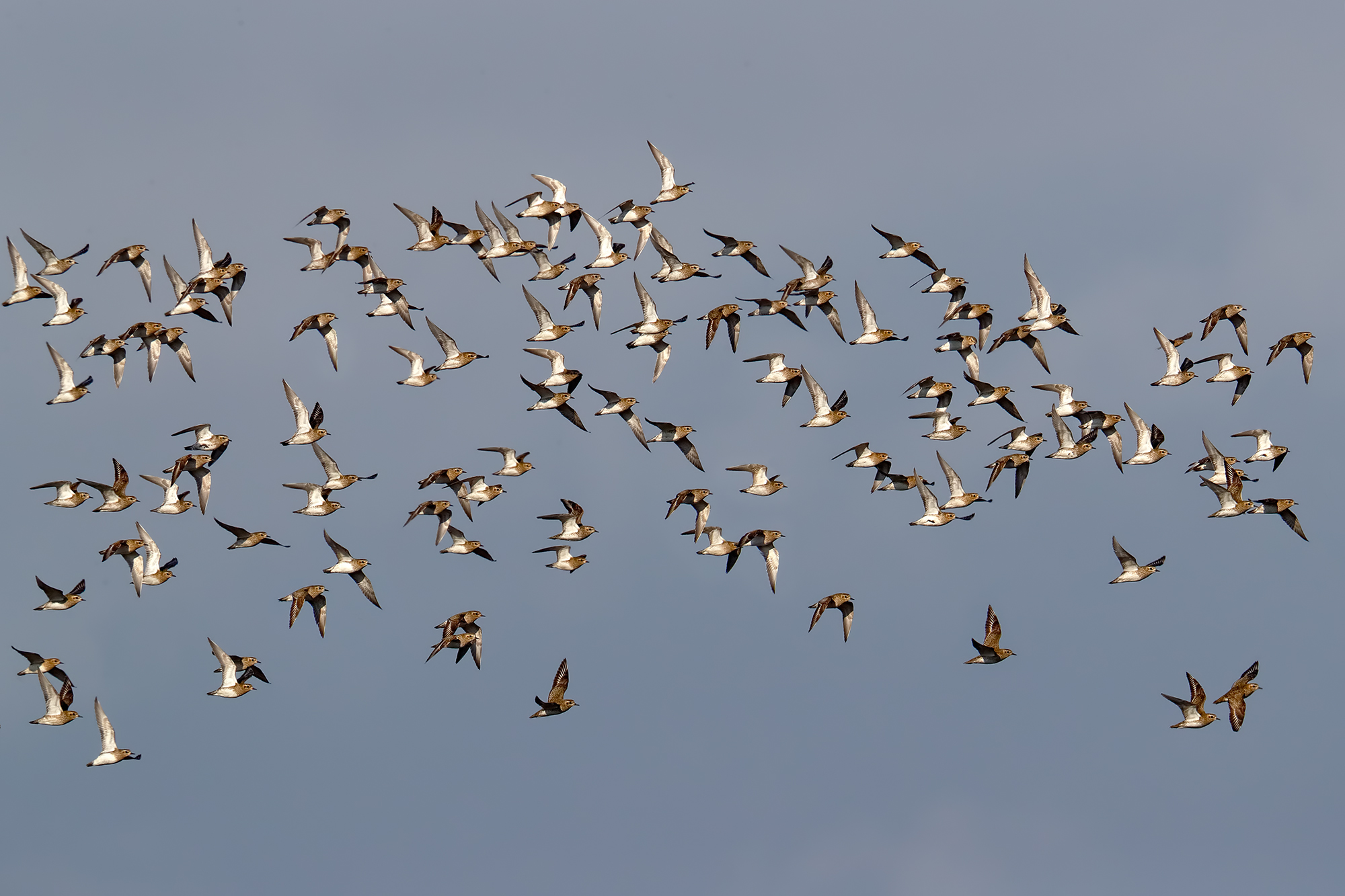 golden plovers