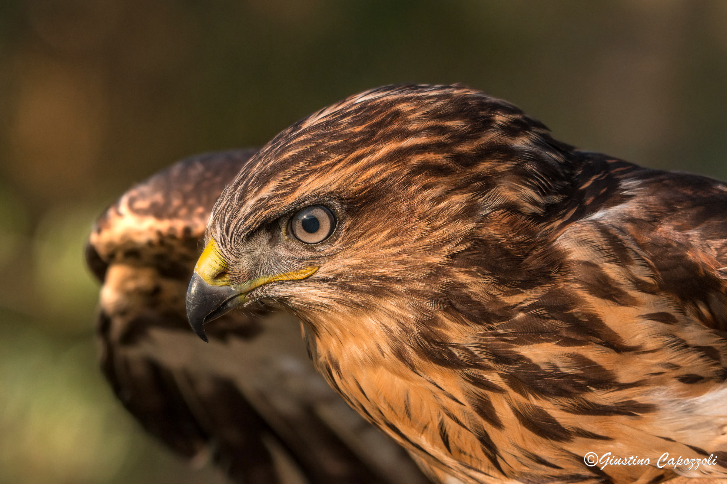 Buzzard at sunset