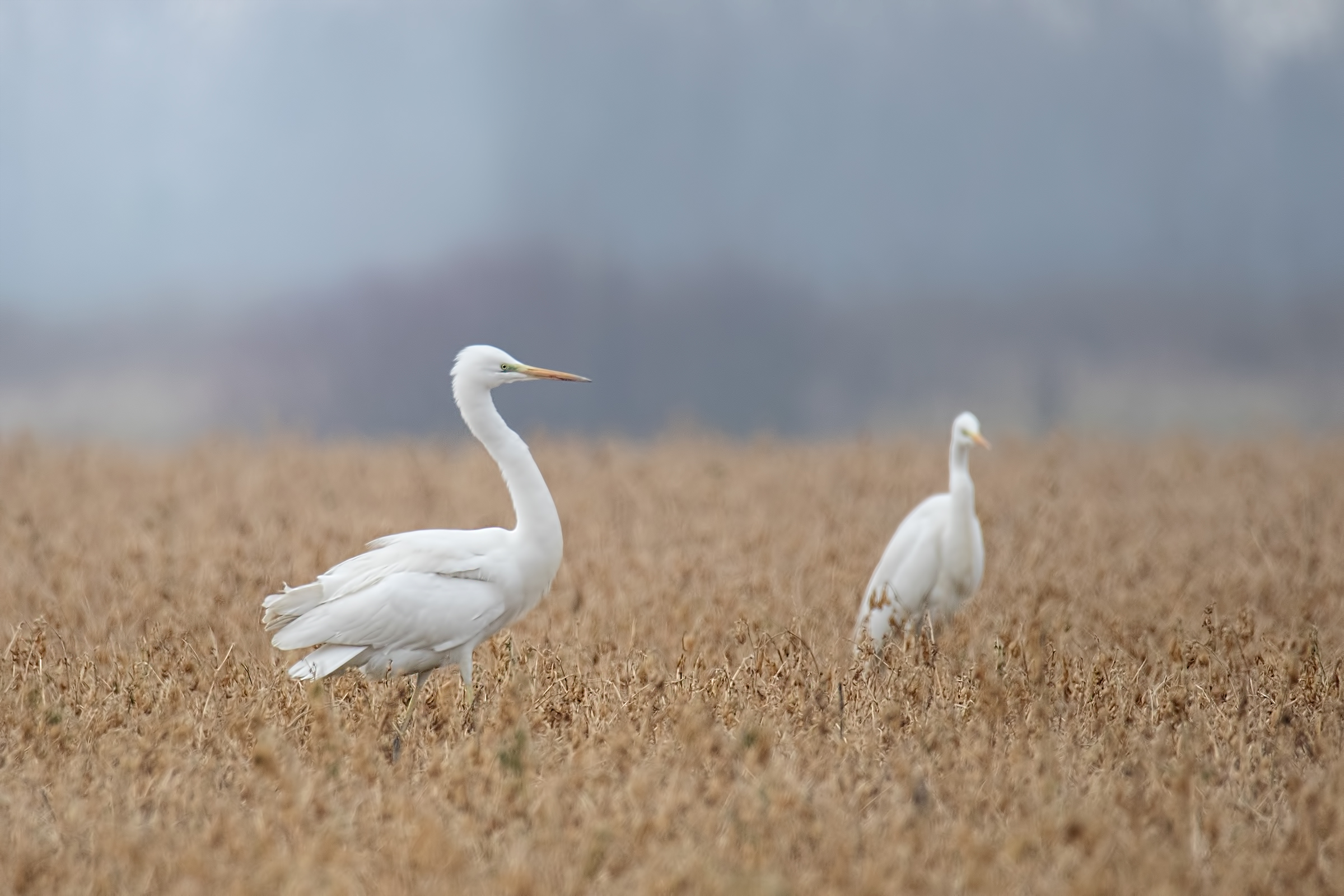 egrets