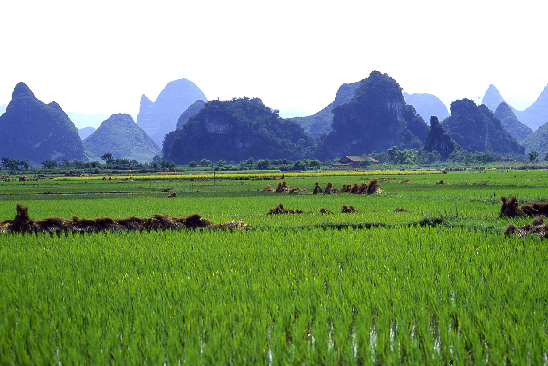 Rice fields in Guilin - China