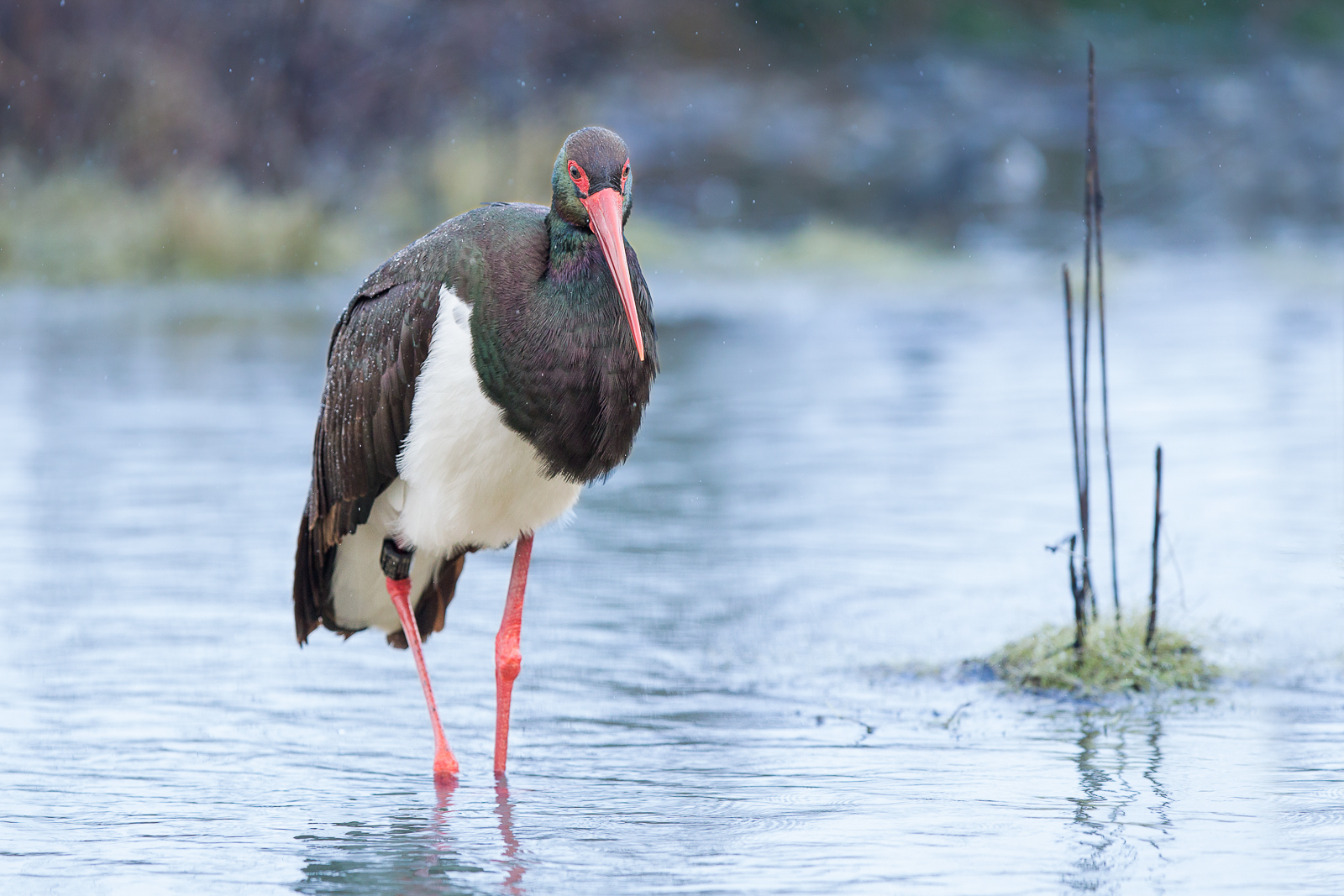 Black Stork