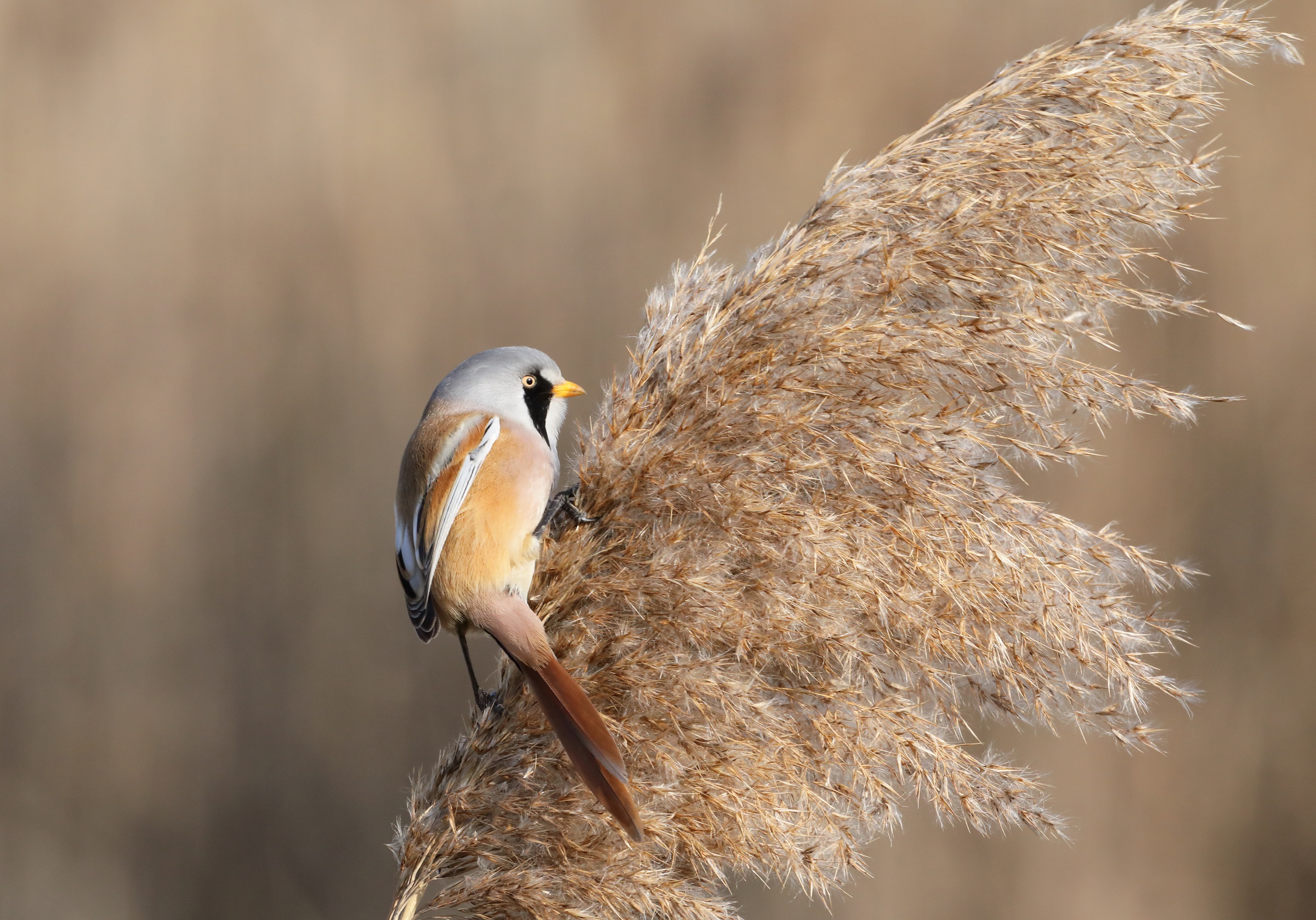 Basettino (Panurus biarmicus)