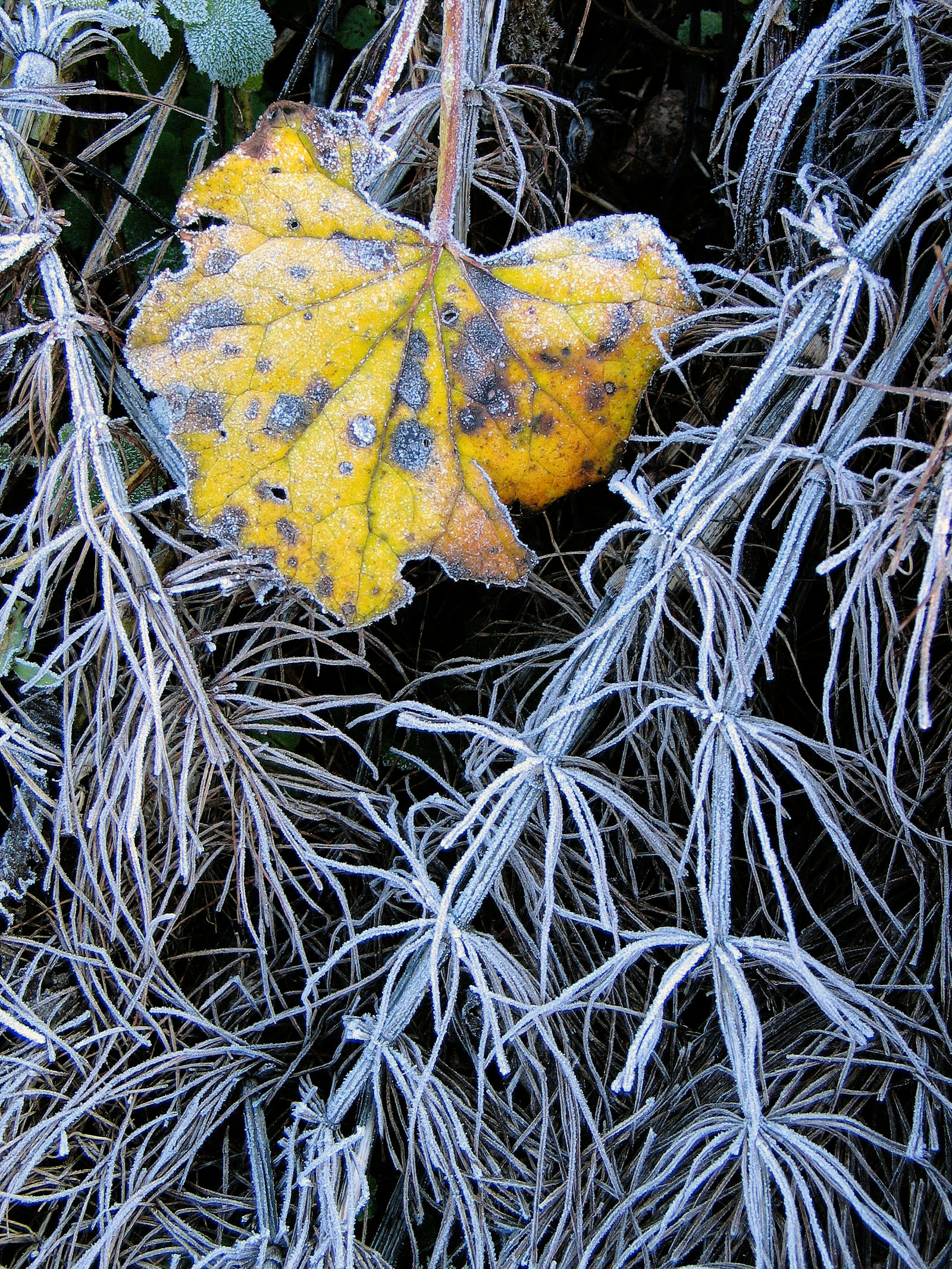 Foglie di fàrfara e brina