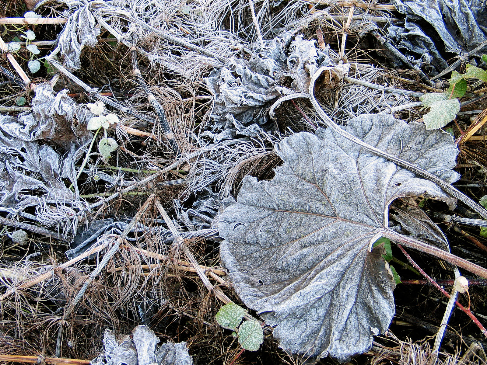 Natura morta tardo autunnale