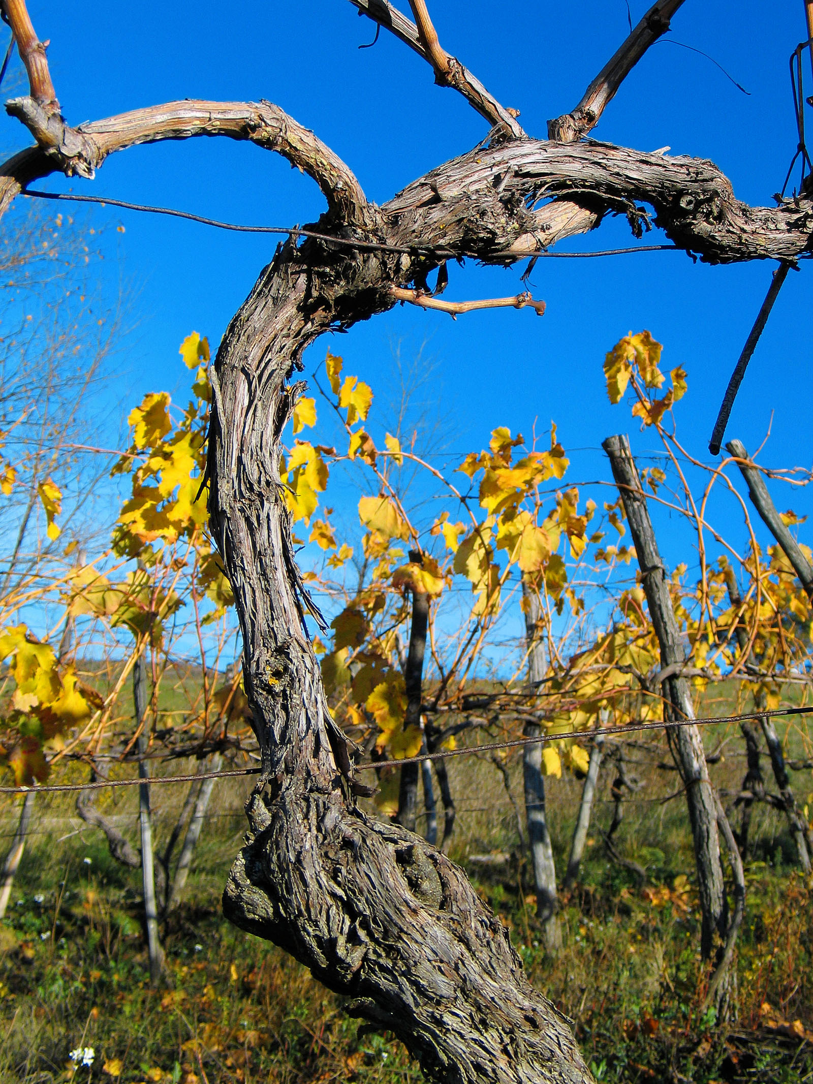 Il tronco contorto di un vitigno