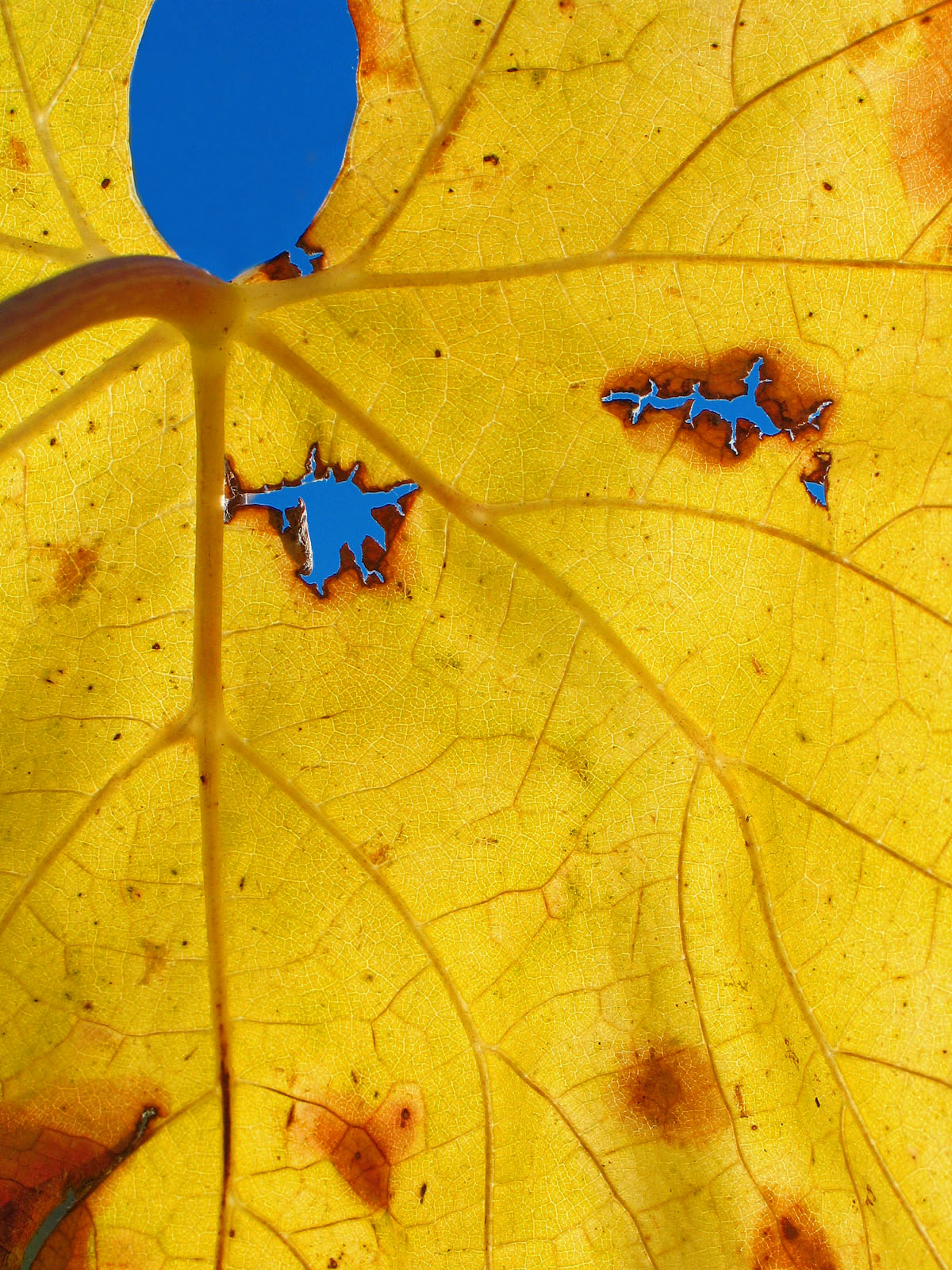 Strappi di cielo in una foglia al sole