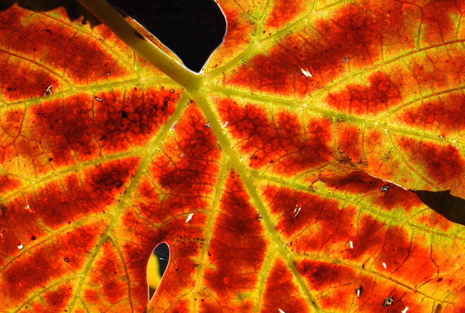 Dettaglio di una foglia di vite