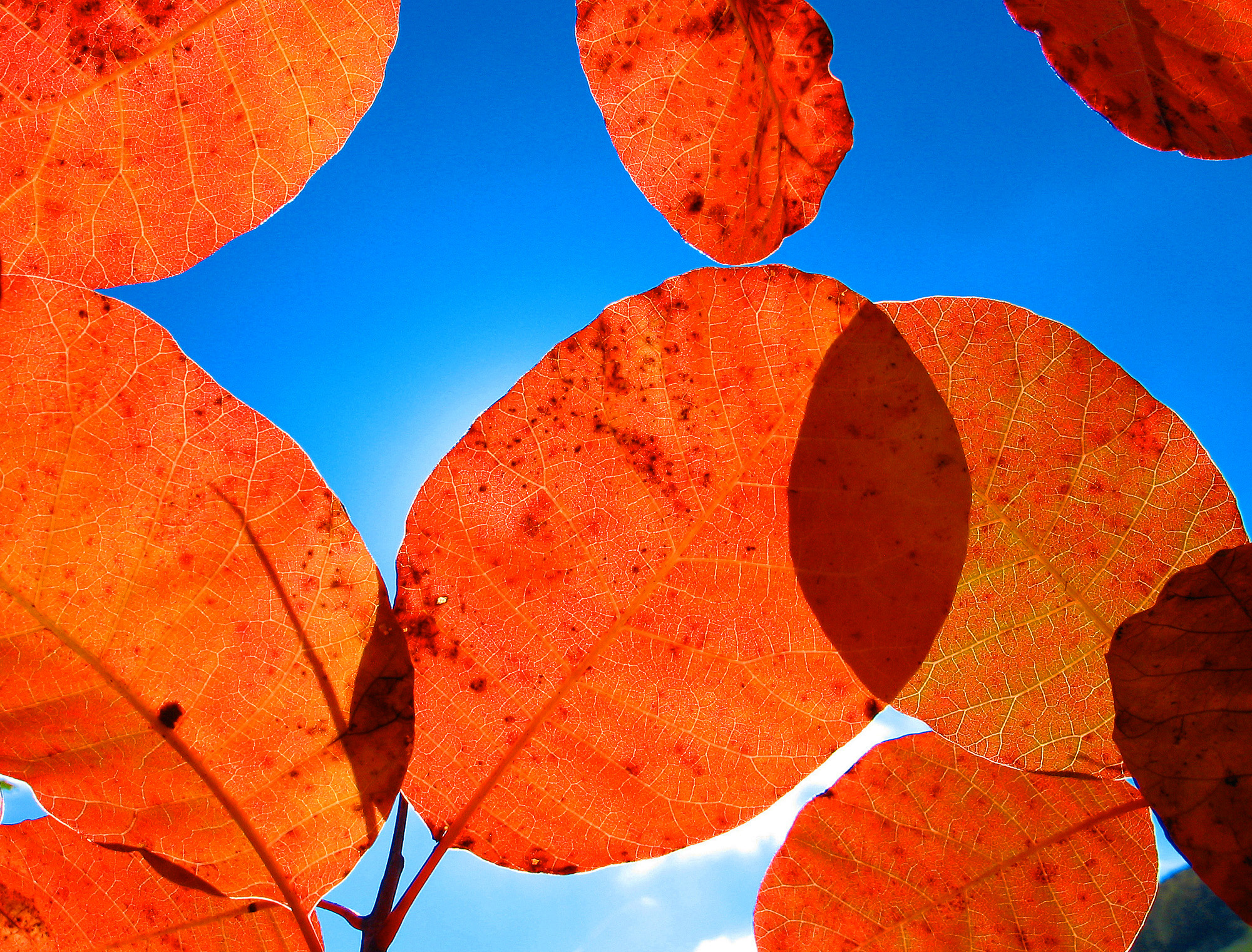 Tondi rosseggiar di scòtano