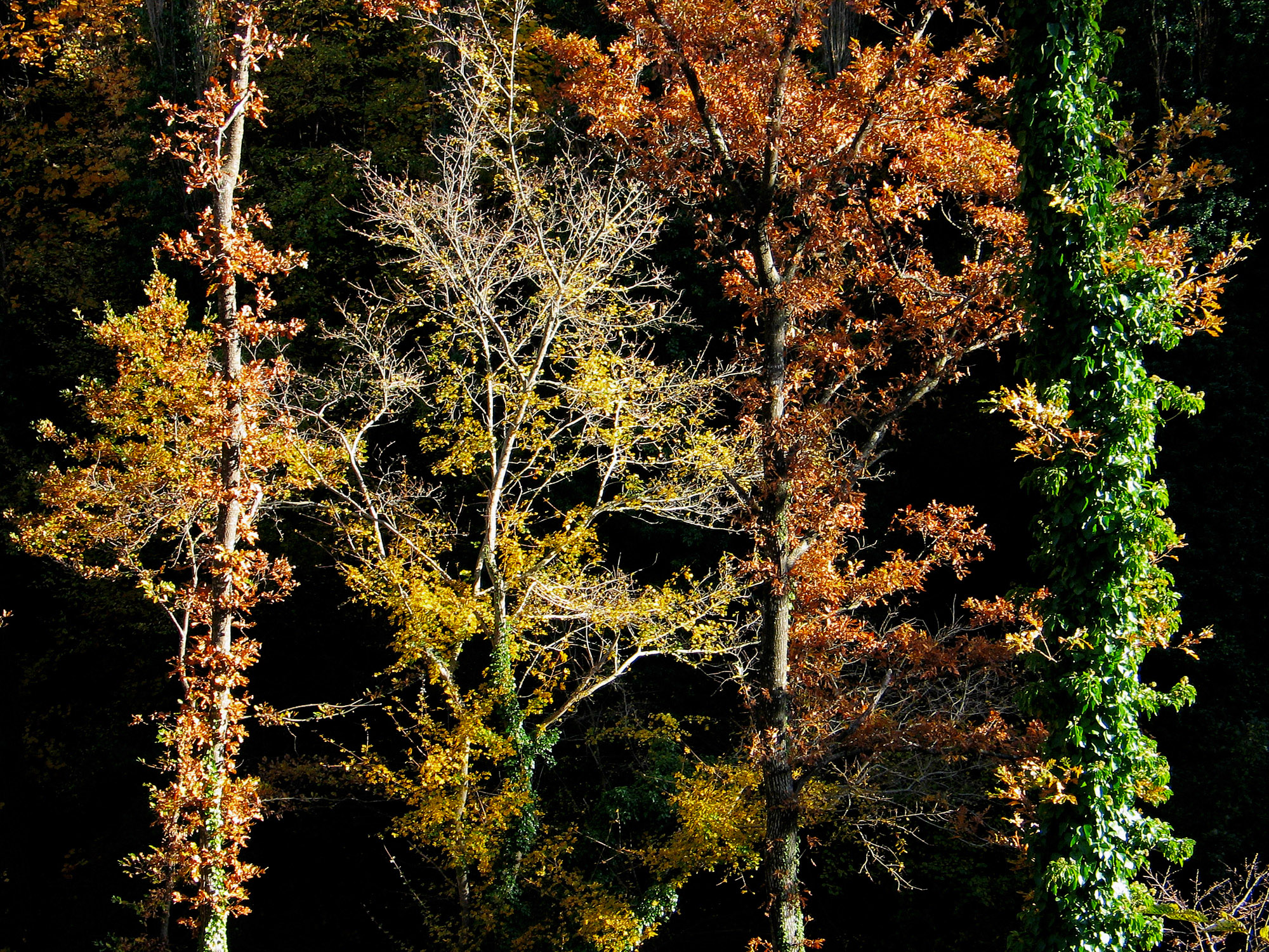 Sinfonia di rami autunnali