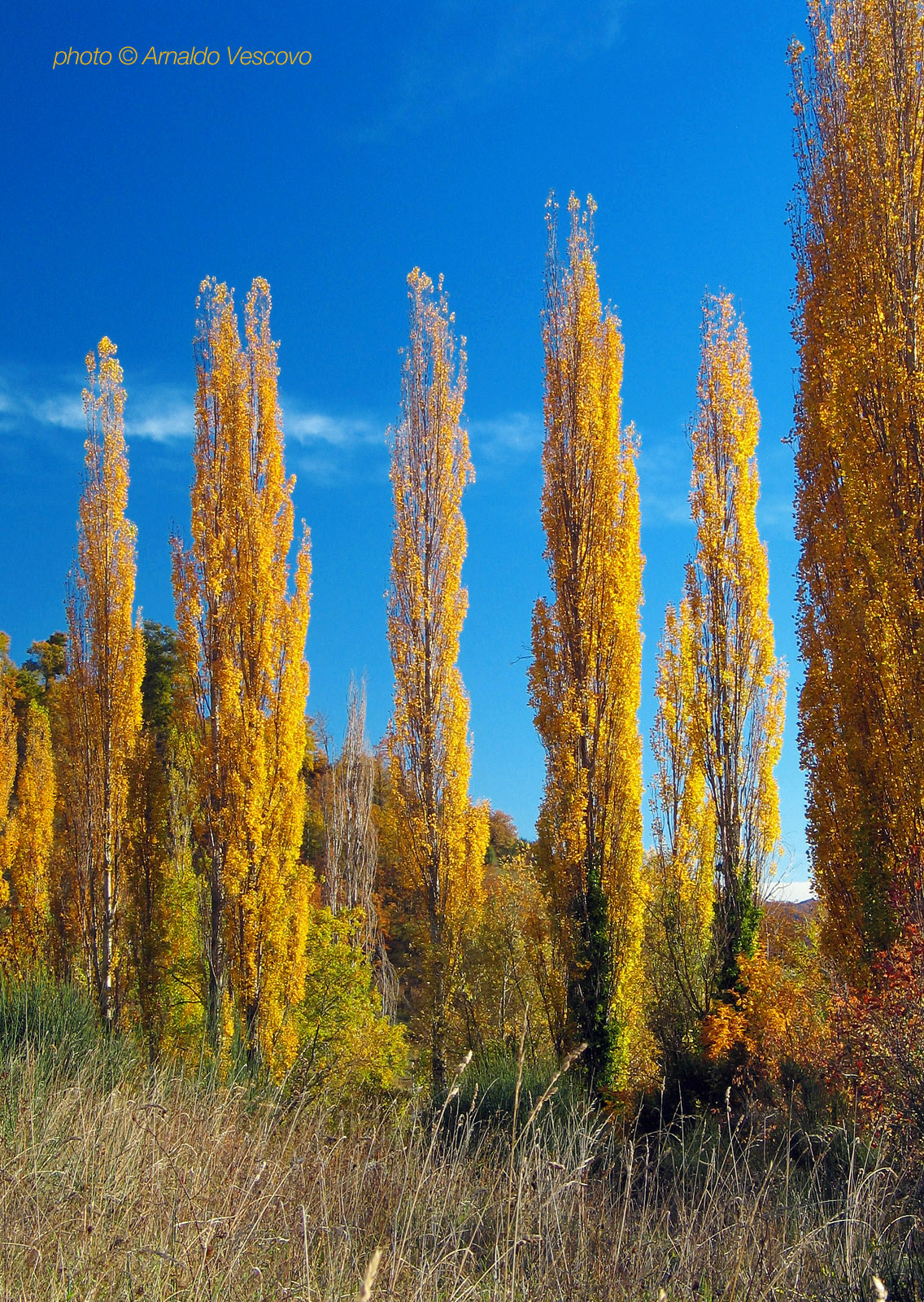 Pioppi d'autunno
