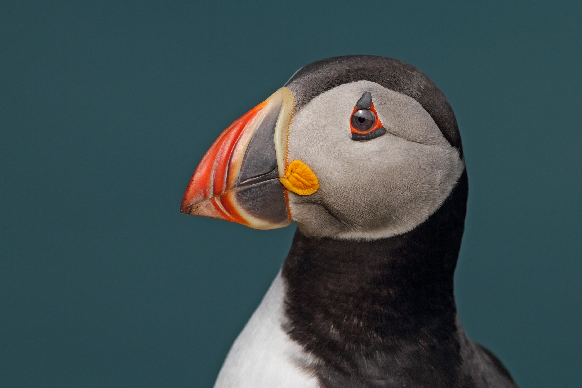 Puffin