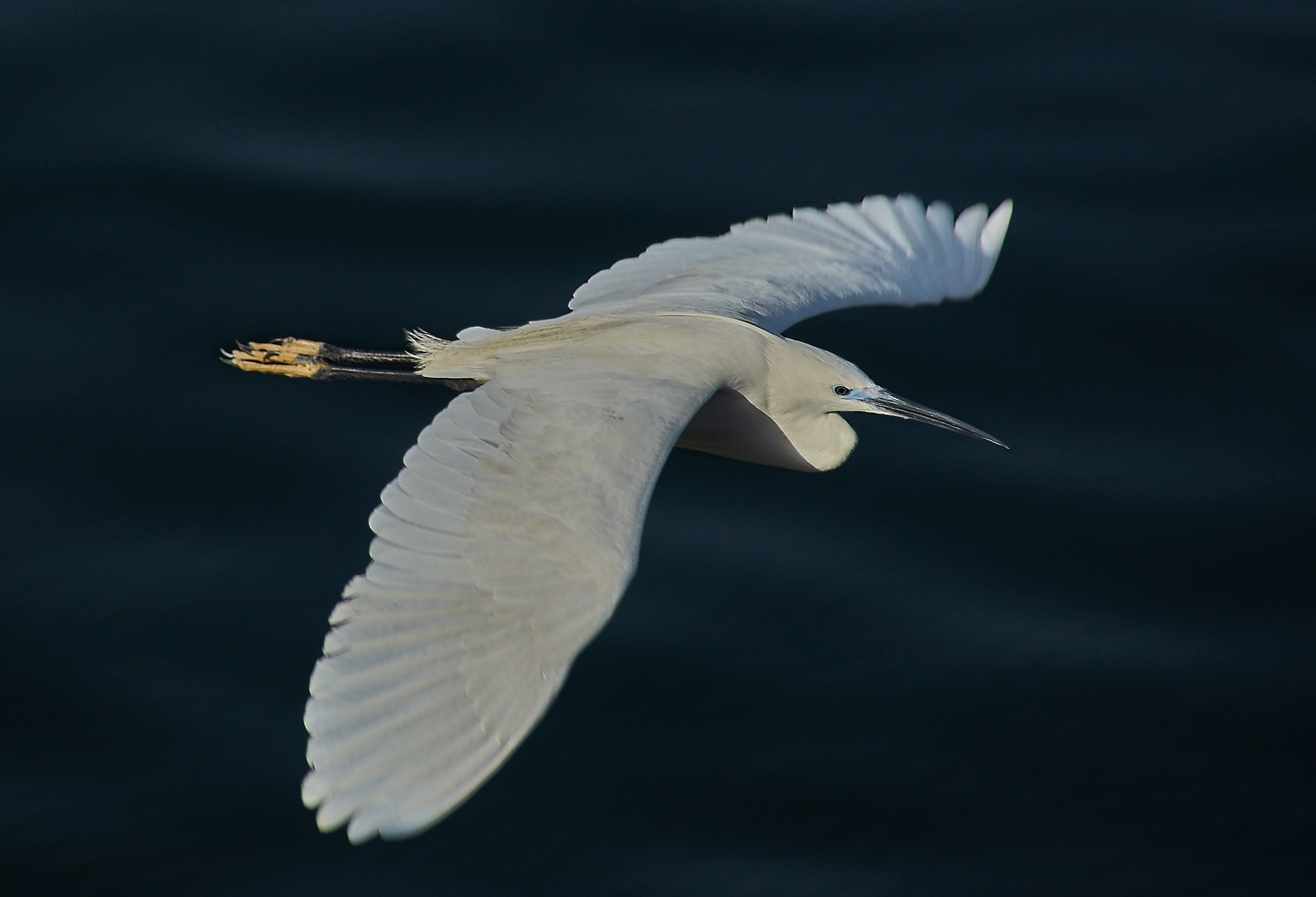 egret