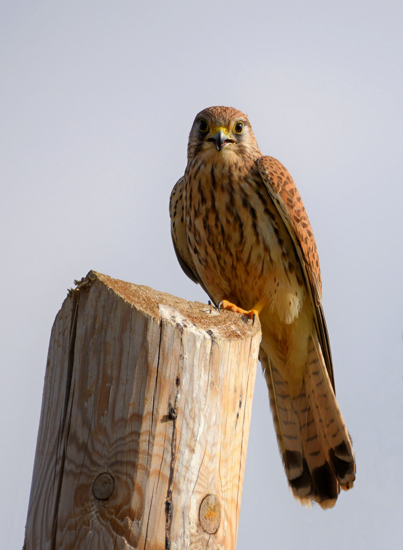 Kestrel