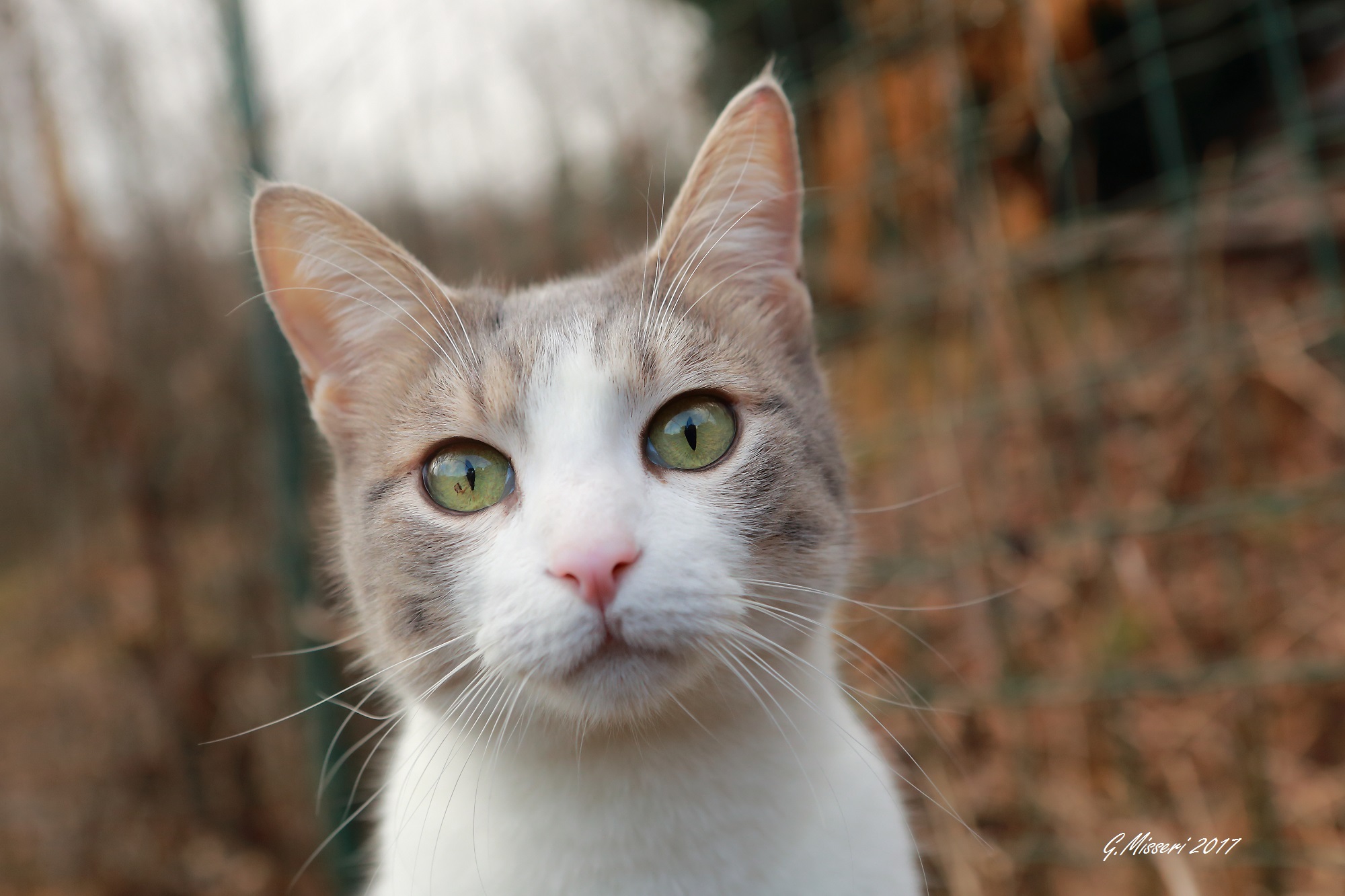 Ritratto di Felicino