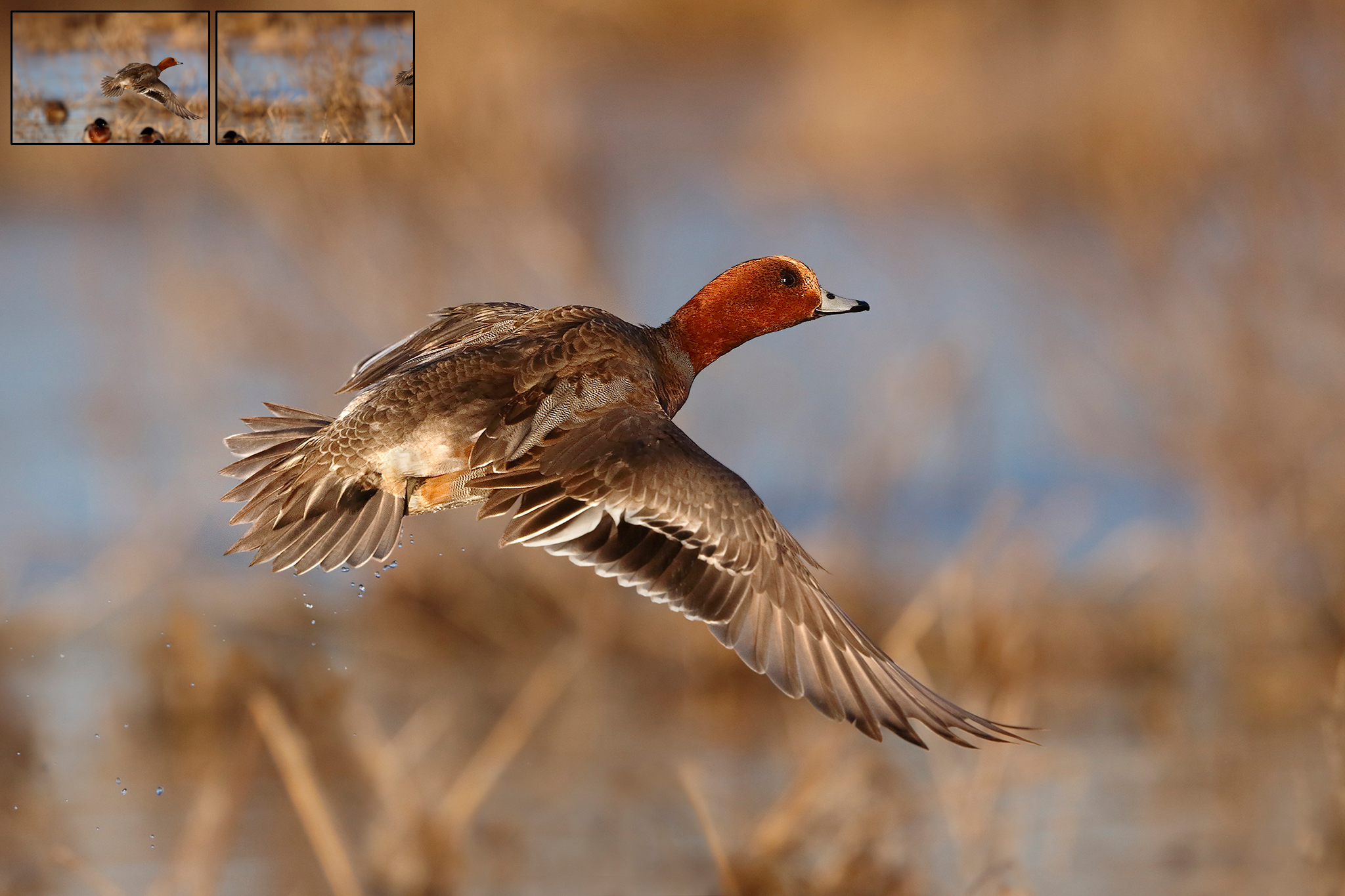 Taking off at sunset