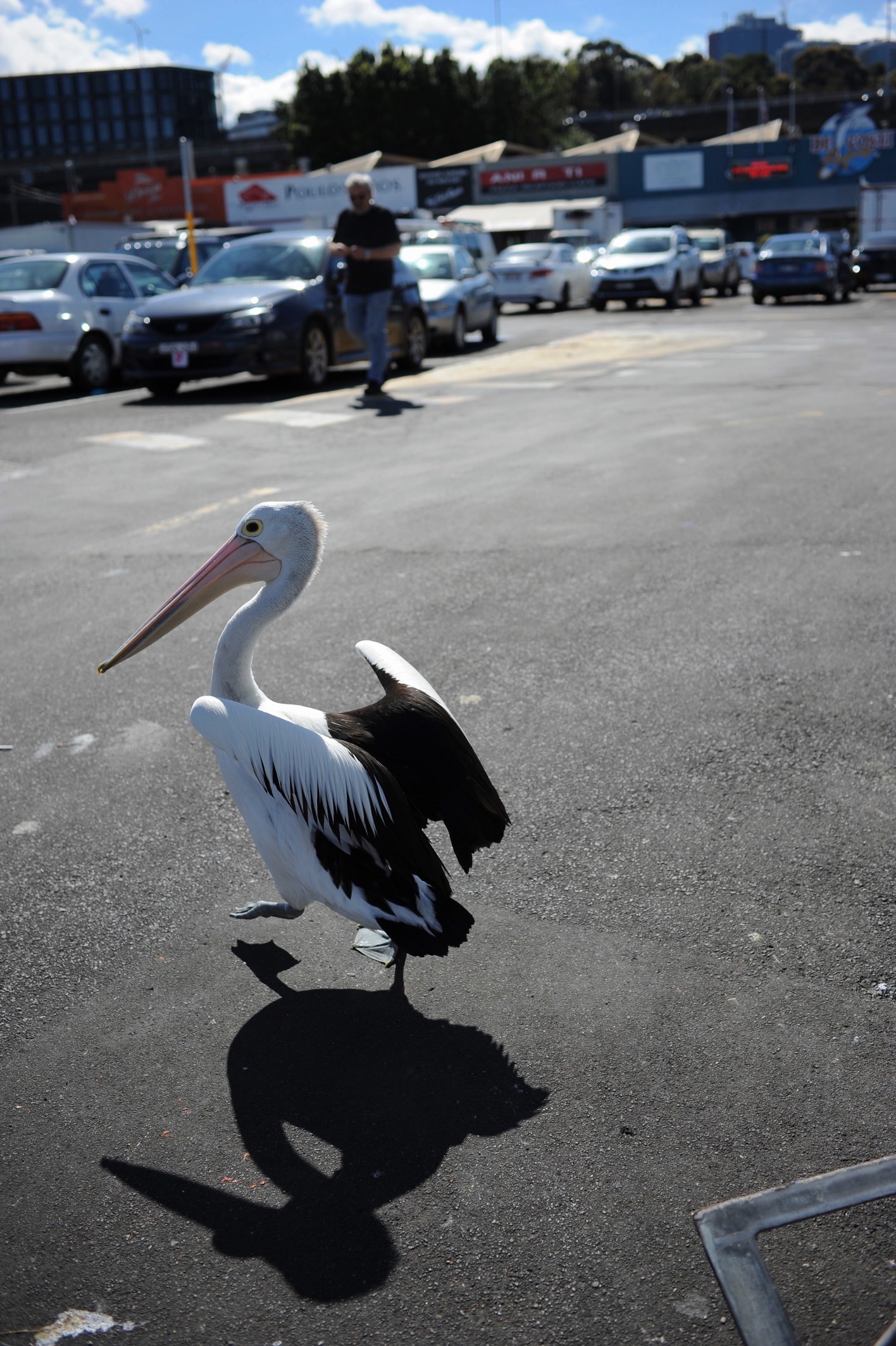 Pellicano, Sydney fish market