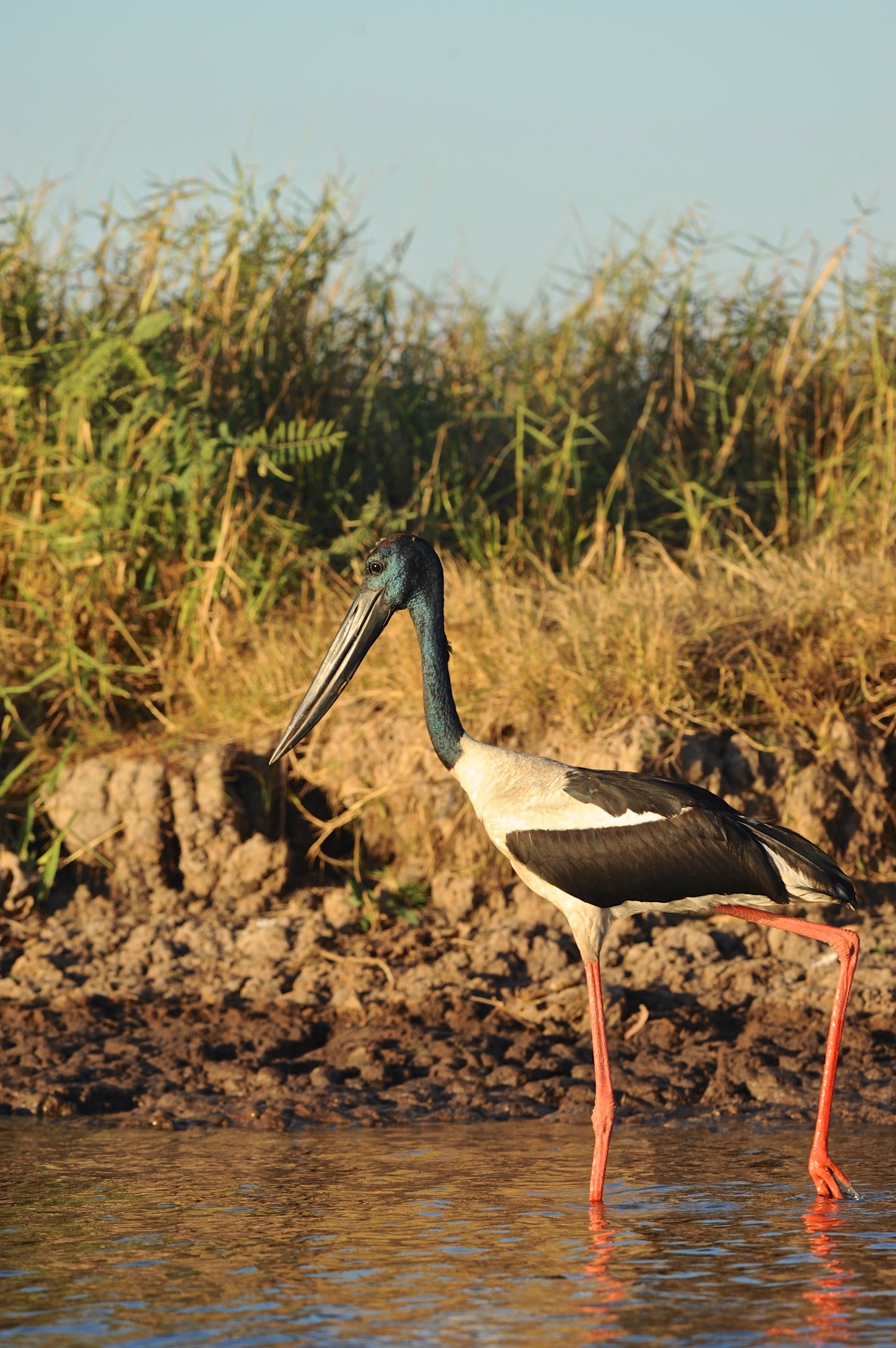 Jabiru, Australia