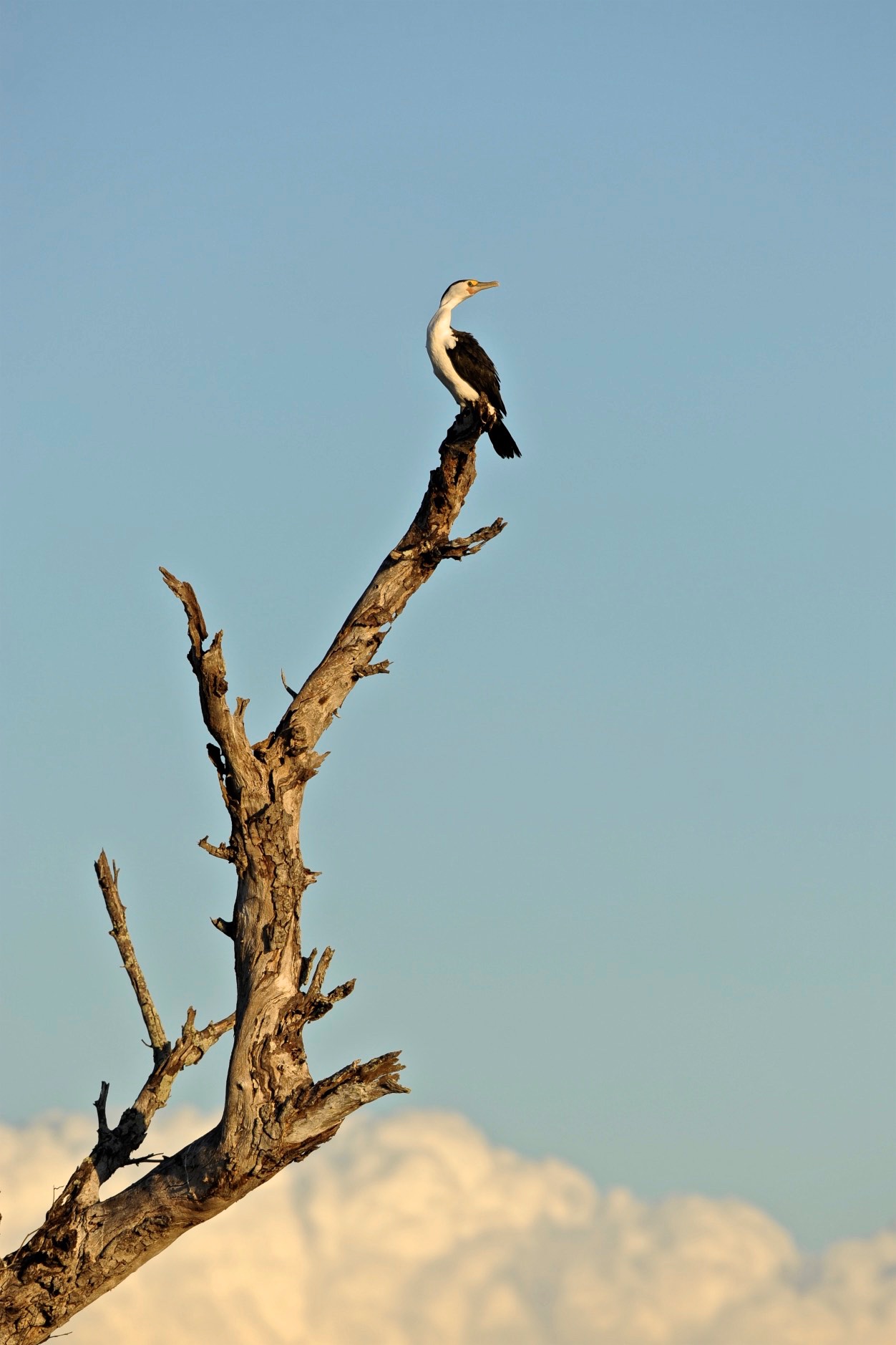 Cormorano, Australia