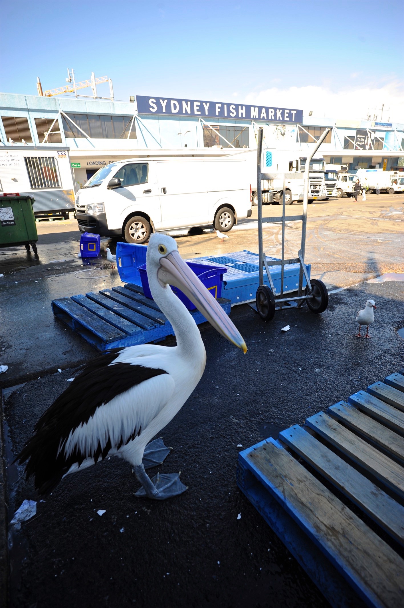 Pellicano2, Sydney fish market