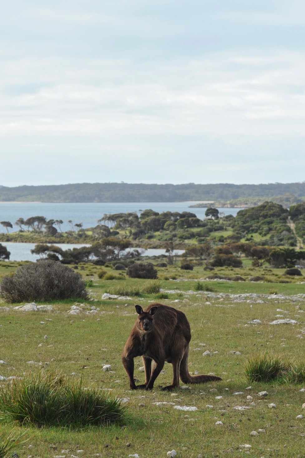 Kangaroo island