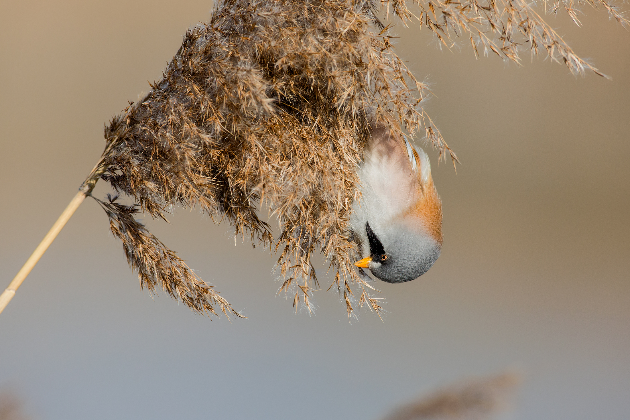 A testa in giù Basettino