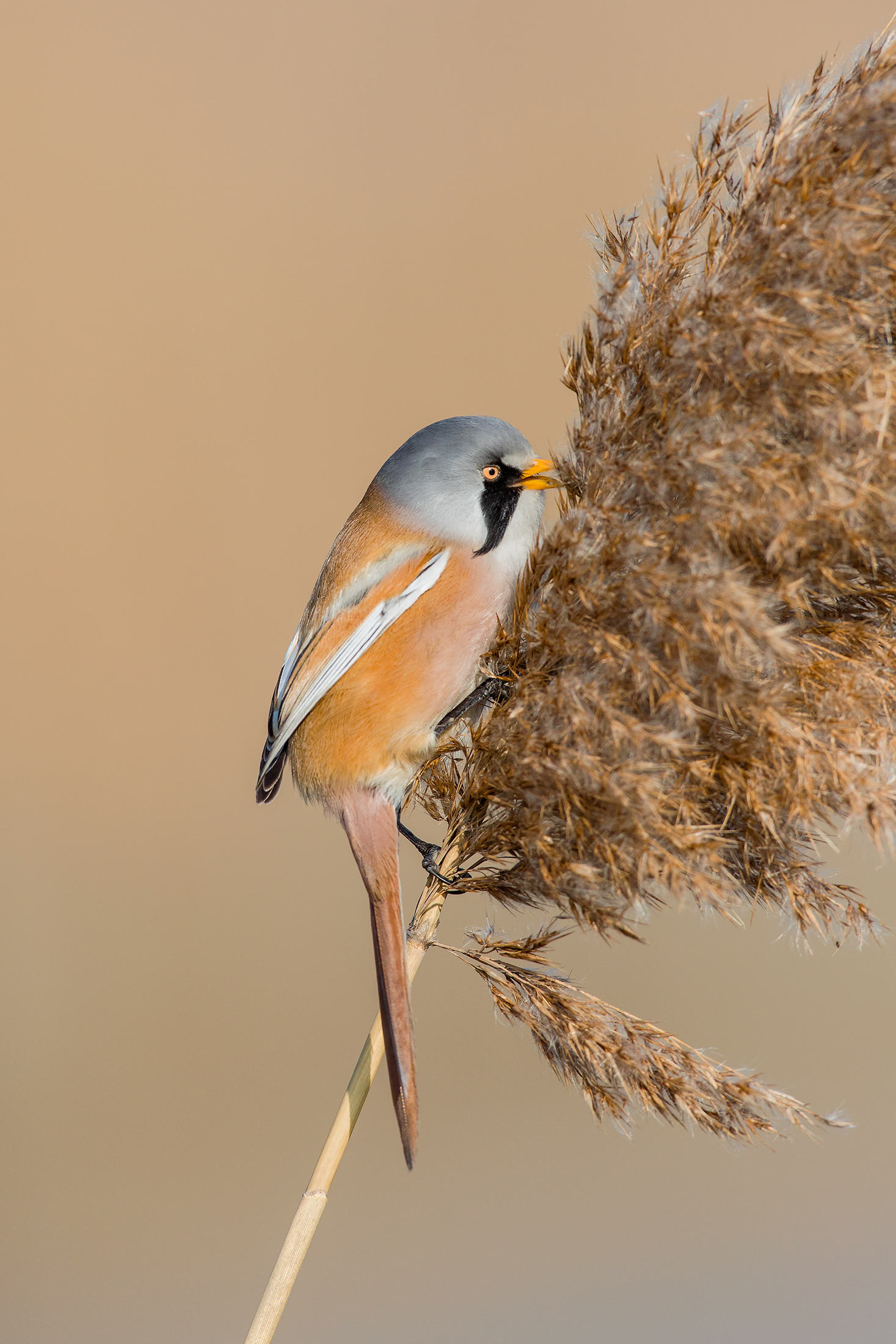 Bearded Tit