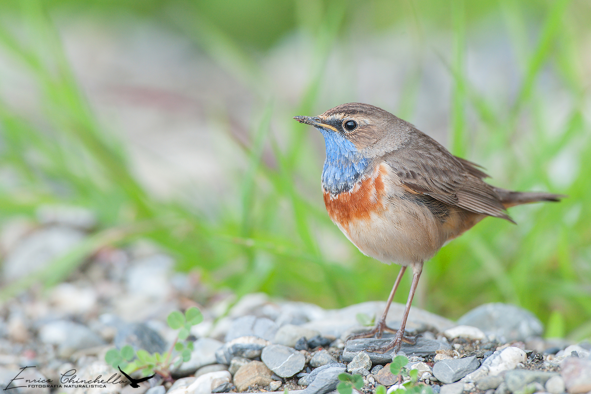 Bluethroat