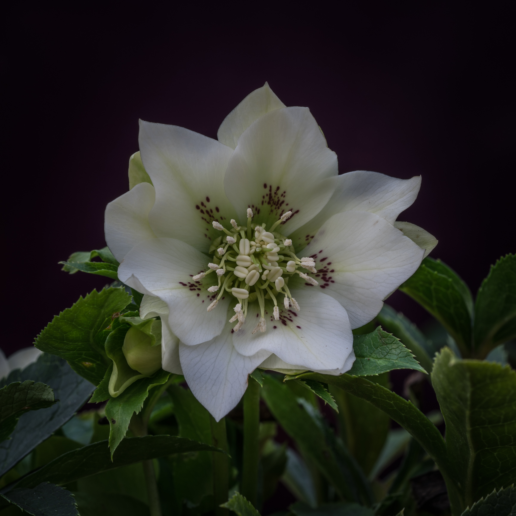 Helleborus orientalis
